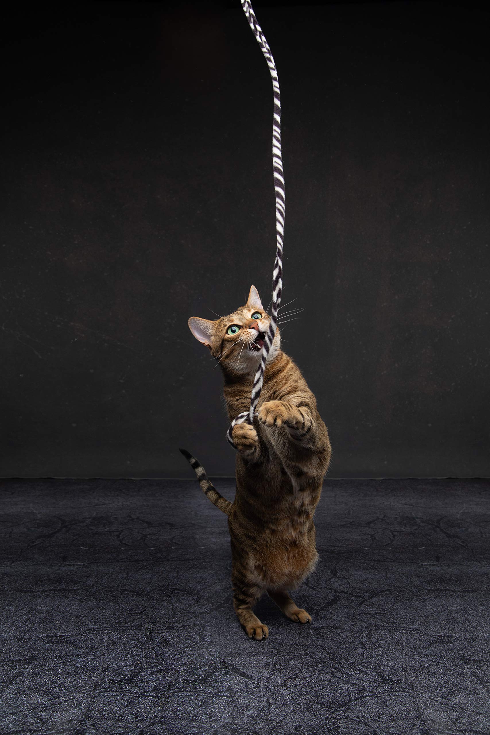 Cat Dancer Jungle Cat Wand (Pack Of 2), Charmer Interactive Cat Toy, Safe Teaser Wand For Indoor Cats & Kittens, Flexible Exercise Toy Made Of Multicolor Fabric Ribbon, For Medium Breeds