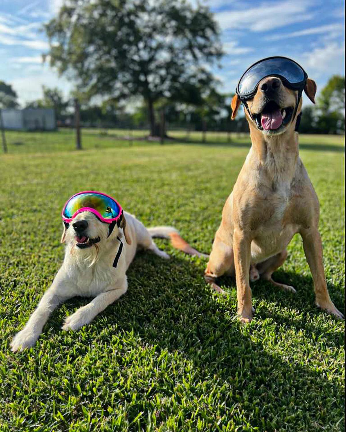 Large Dog Sunglasses, Dog Goggles Large Breed And Medium, Uv Protection, Windproof, Dustproof And Snowproof. Shatterproof Lens,