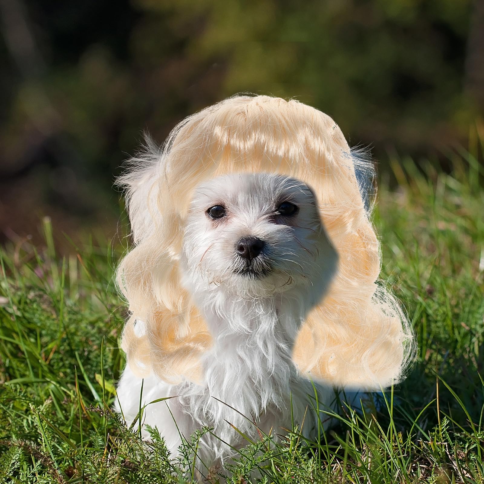 Totority Funny Dog Wigs Fashion Dog Hair Accessories Pet Supplies Dog Costumes Queen Style Pet Dog Wigs Best For Pet