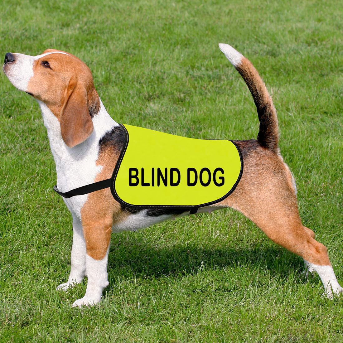 Cenwa Blind Dog Jacket Vest For Dogs - Yellow, Medium, Warning Vest - Comfortable, Durable, Zipper Closure