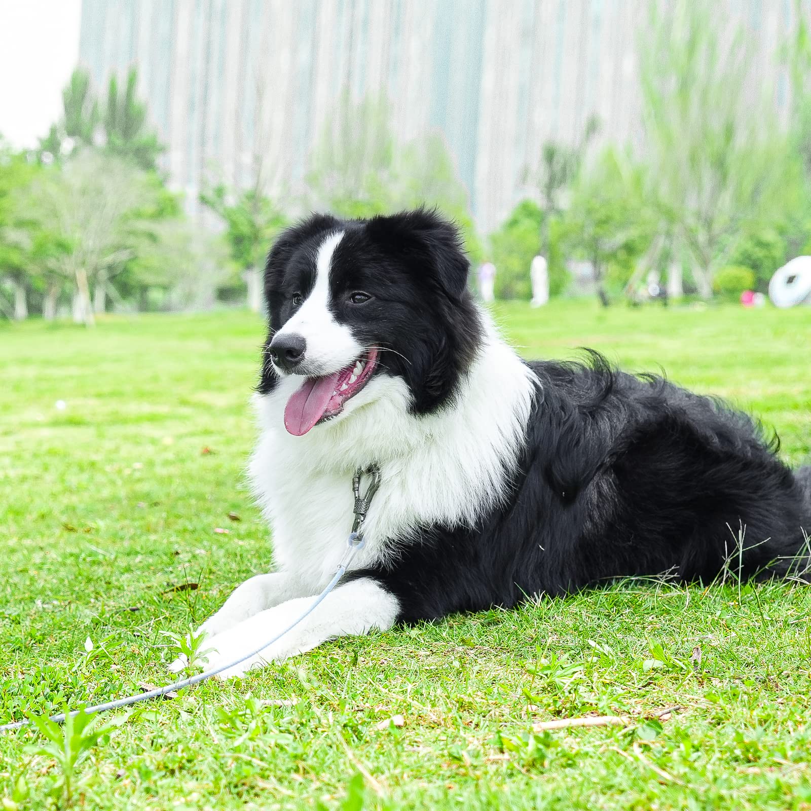 Xiaz 30 Feet Tie Out Cable For Dogs, Locking Carabiner Dog Runner Chain For Outside, Yard, Camping, Up To 250 Pounds Silver