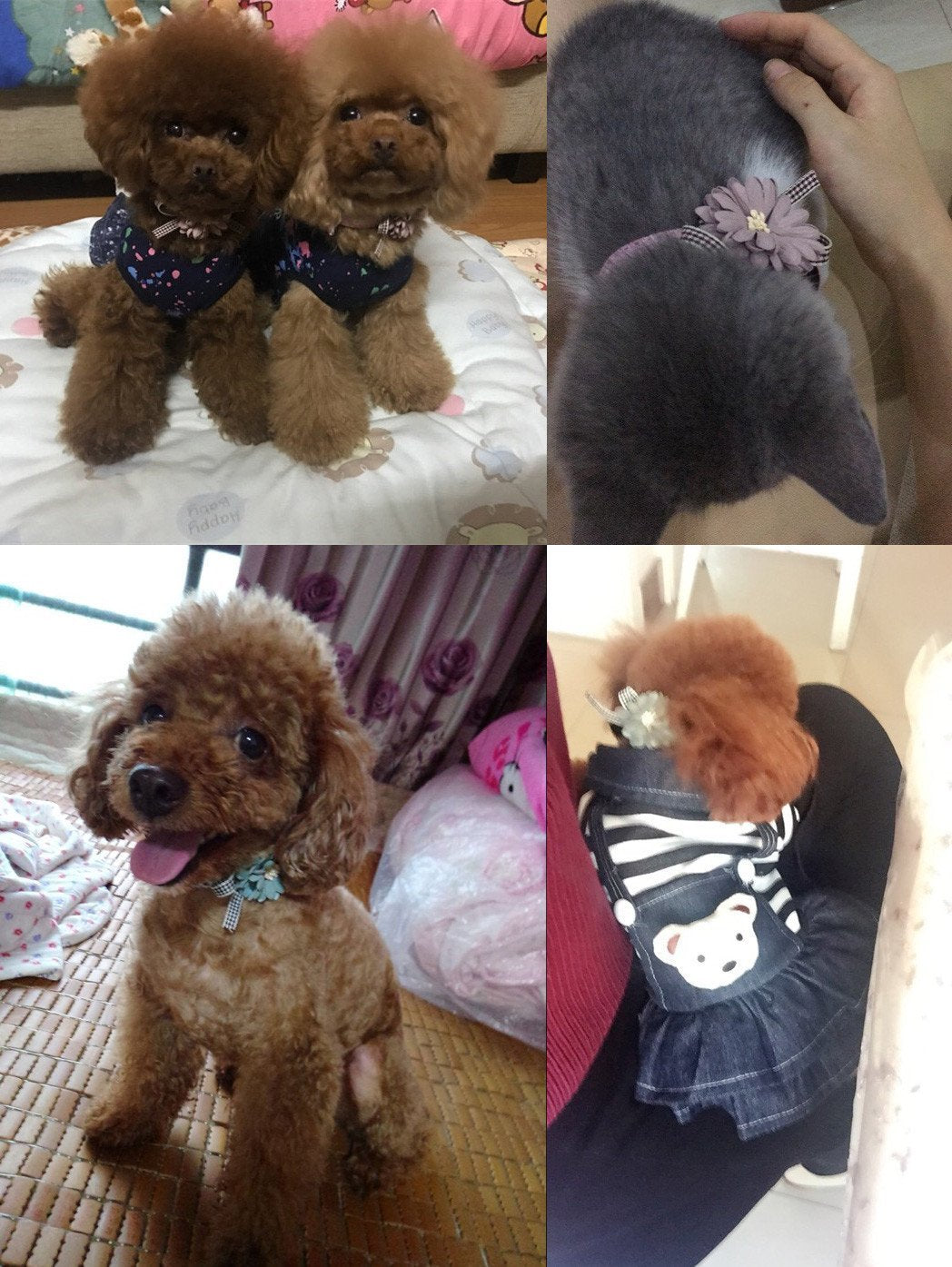 Petfavorites Kitten Puppy Collar - Flower Bow Tie Cat Dog Necklace - Teacup Chihuahua Yorkie Clothes Holiday Costume Outfits Accessories, Adjustable Buckle (Pink, 8.7 To 11-Inch)