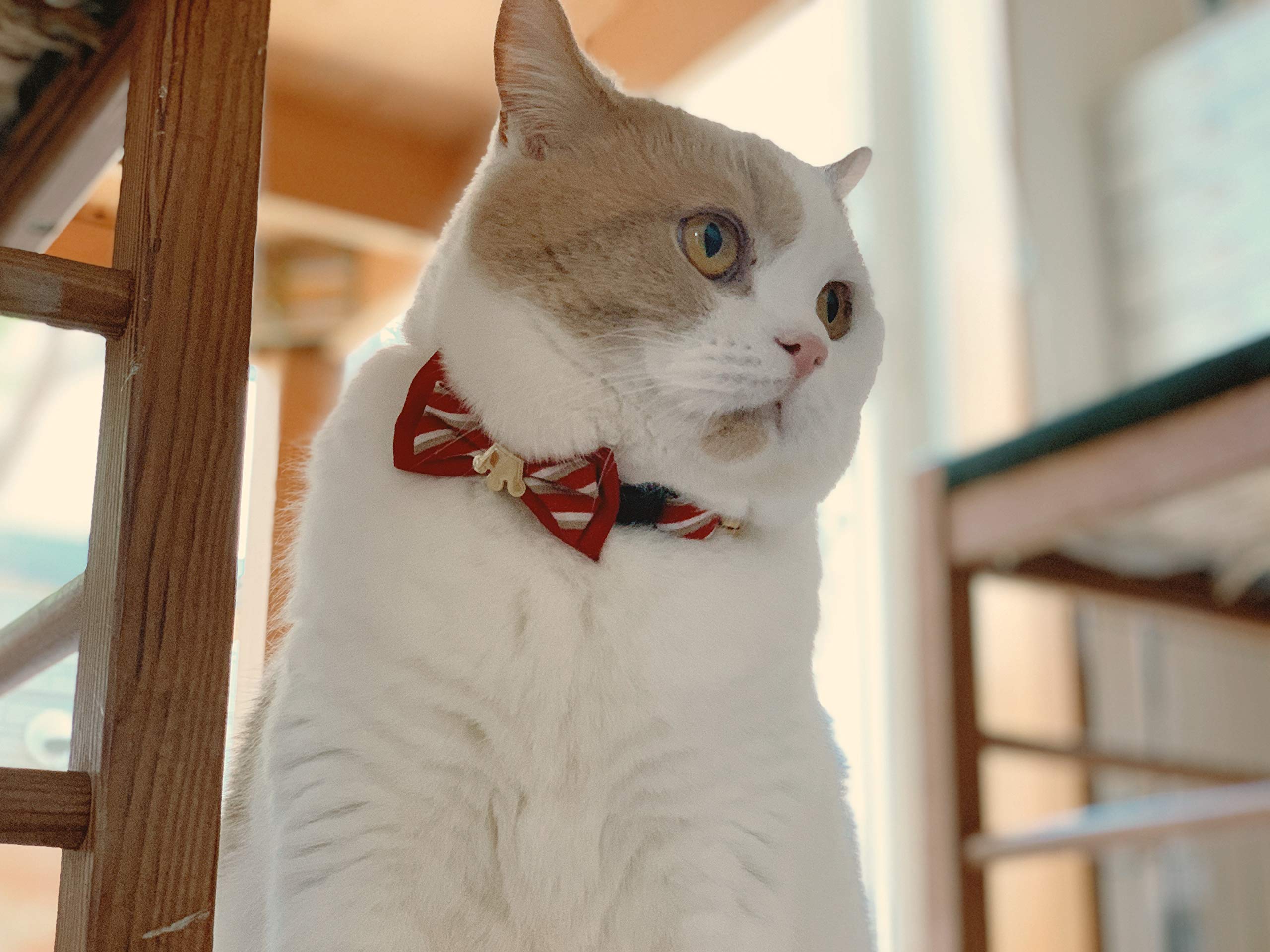 Necoichi Regal Crown Cat Collar (Red) With Bell Safety Breakaway Soft Lightweight For Cats Kitty Kitten Japanese Stylish Pattern, No.1 Seller In Japan