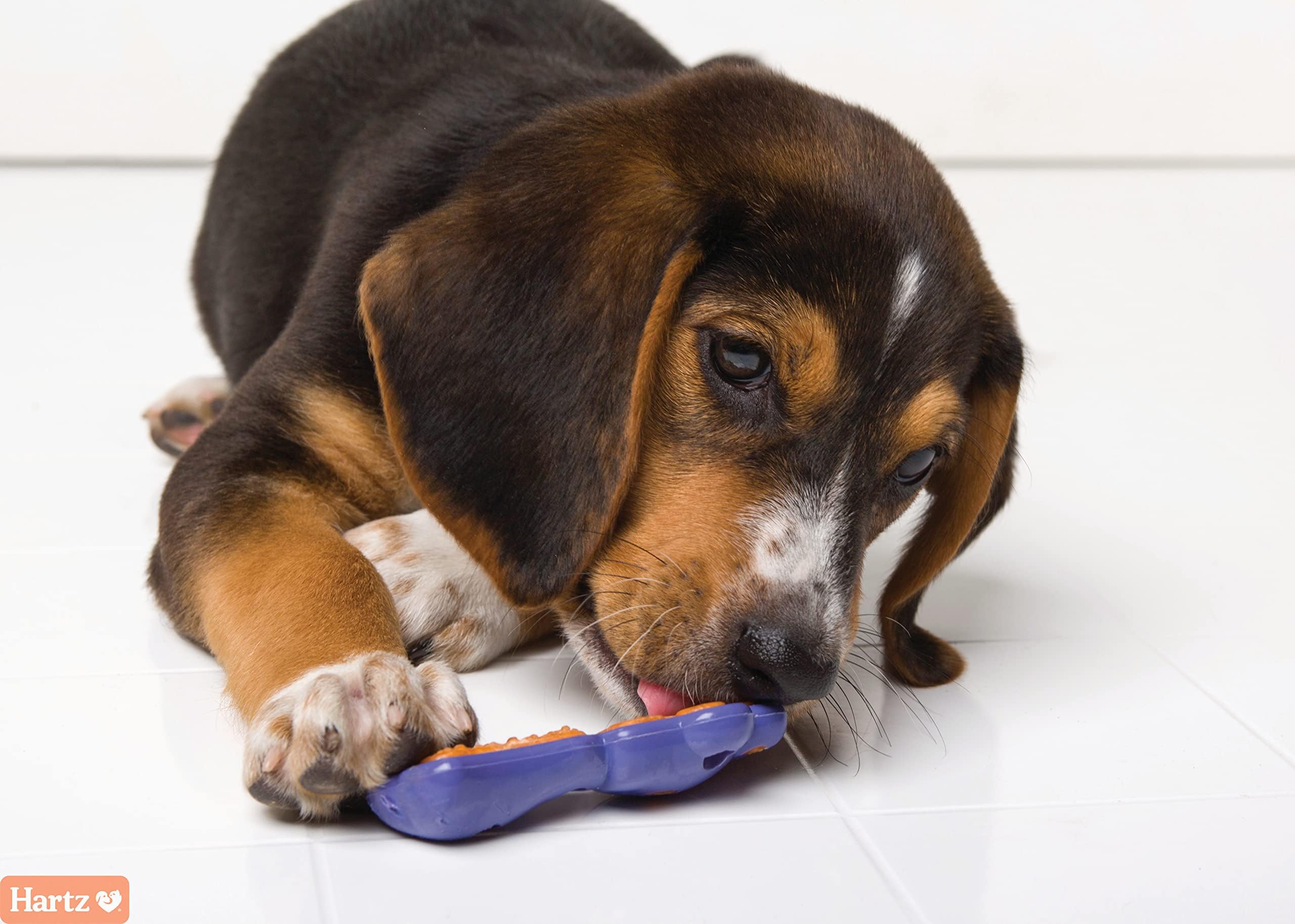 Hartz Chew 'N Clean Dental Duo Dog Treat & Chew Toy, Color Varies, Extra Small, 6 Count