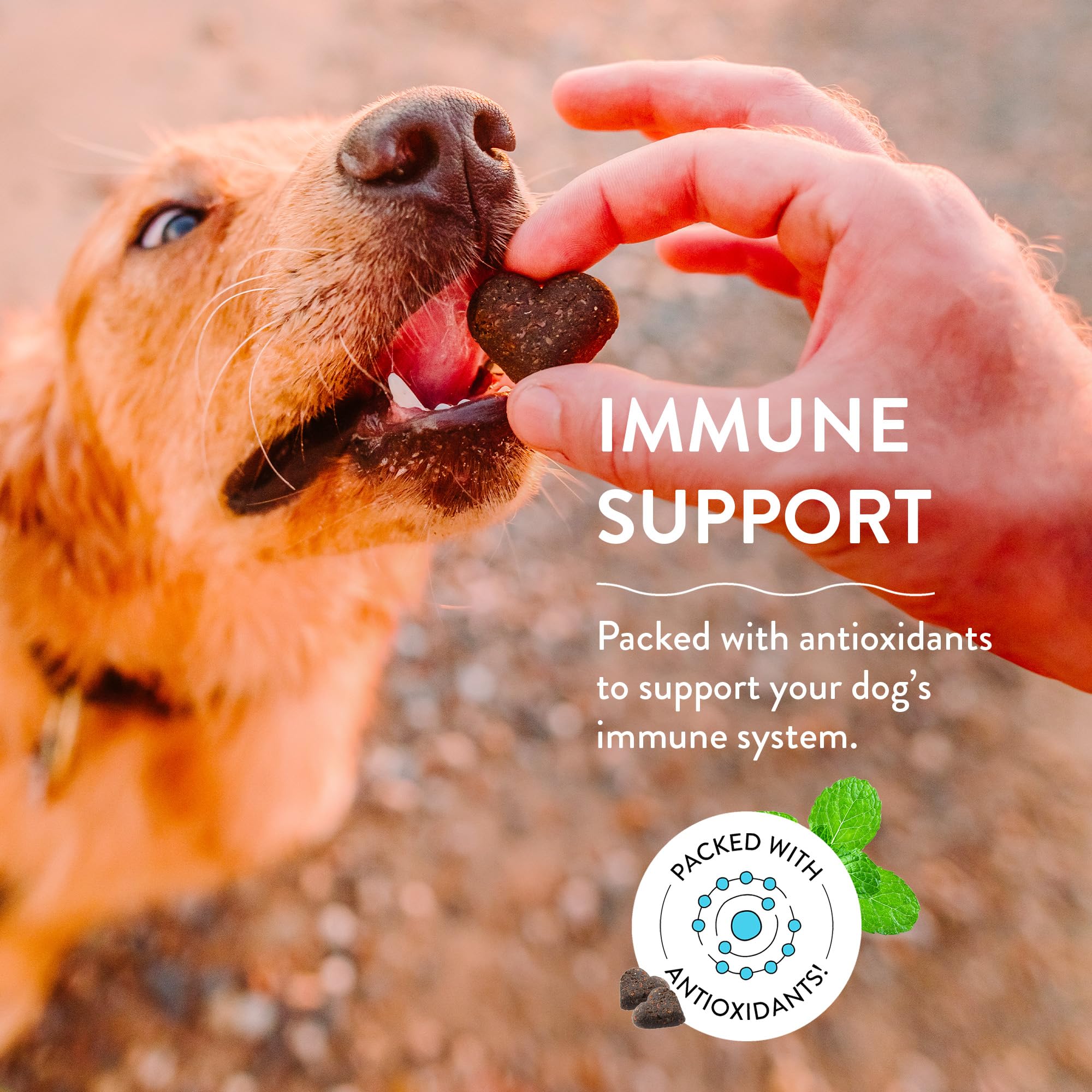 Shameless Pets Soft-Baked Dog Treats, Blueberried Treasure - Natural & Healthy Dog Chews with Mint for Immune Support - Made in