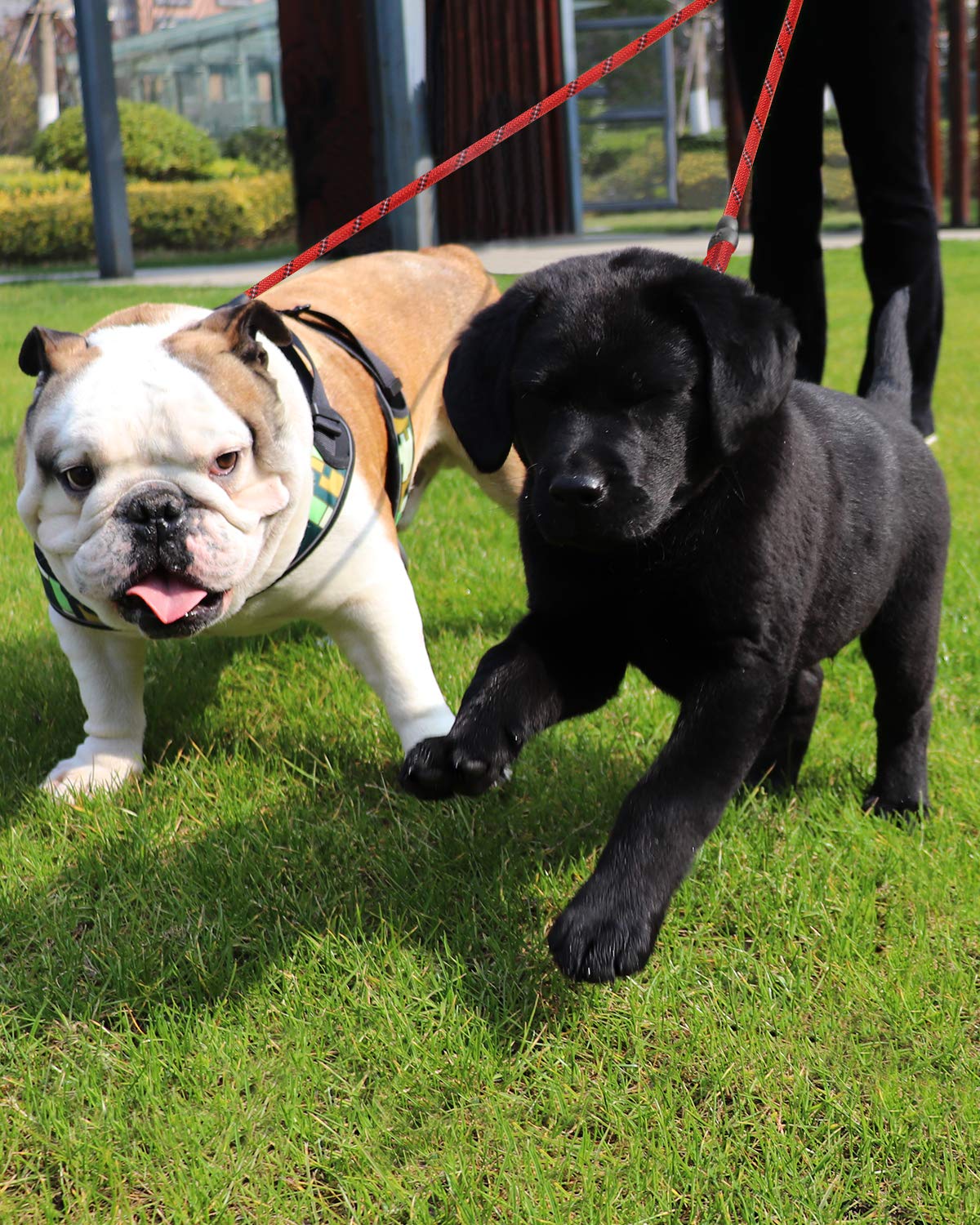 Taglory Double Dog Leash | Reflective Rope | No Tangle | Double Leash For Two Dogs | Puppy Small Medium Breeds | Red