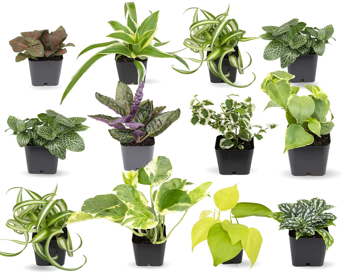 Easy To Grow Houseplants (12 Pack) Live House Plants In Plant Containers, Growers Choice Plant Set In Planters With Potting Soil