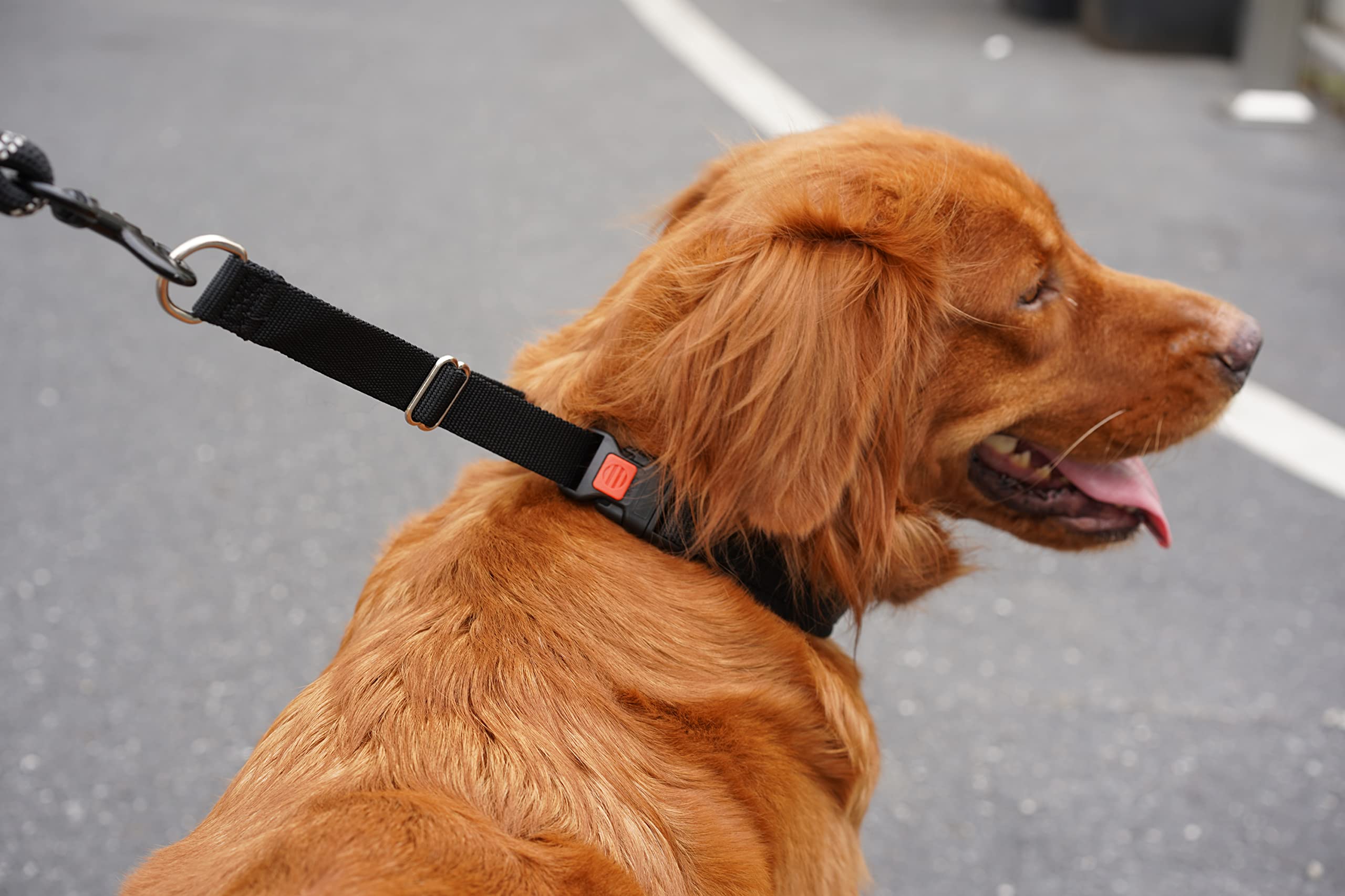 Martingale Collar For Dogs, No Pull Dog Collar For Small Medium Large Dogs, Dog Walking Collar For Pulling, Anti Pull Dog Martingale Training Collars With Buckle (L, Black)