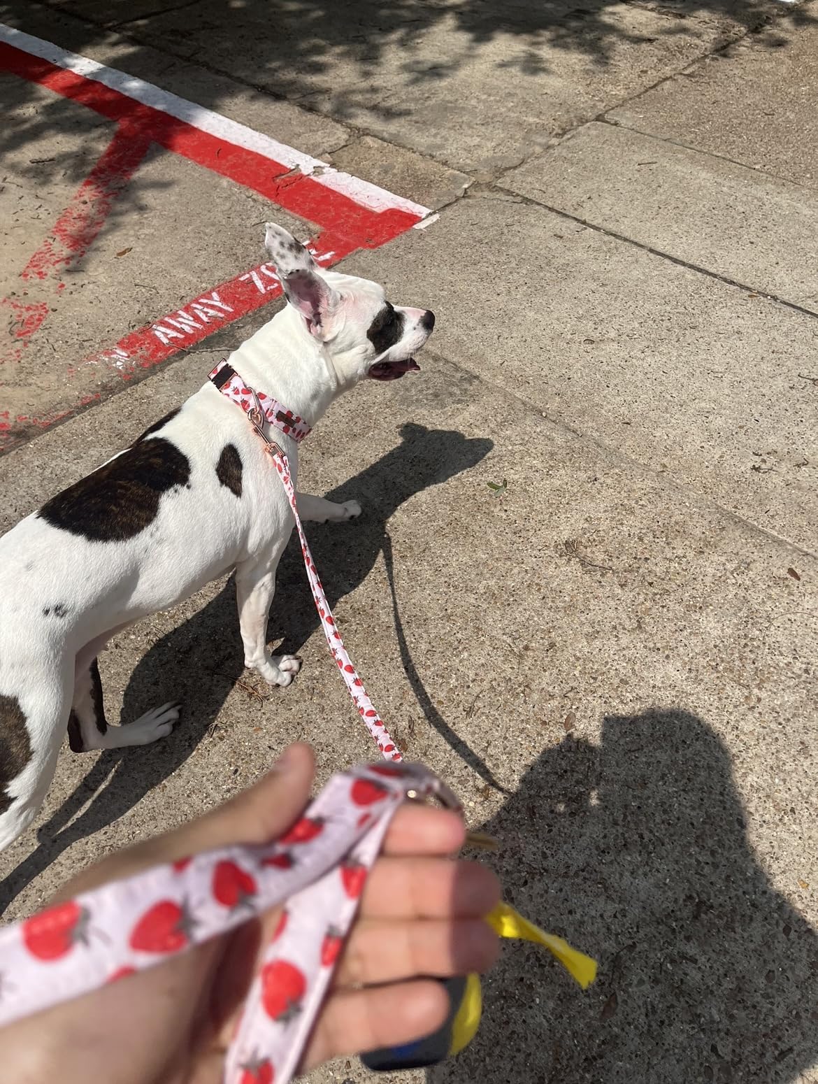 Lionet Paws Strawberry Dog Leash Matching Dogs Collar For Small Medium Dog