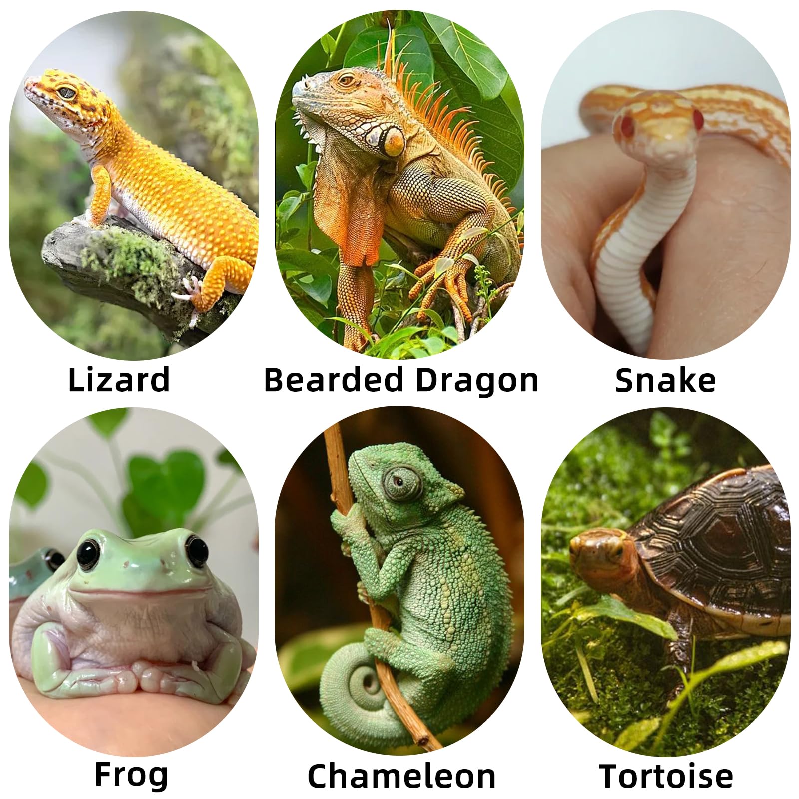 GXSDJ Bearded Dragon Basking Platform, Leopard Gecko Humid Hide, Reptile Hide Cave with Heat Storage Slate Stone, Crested Gecko