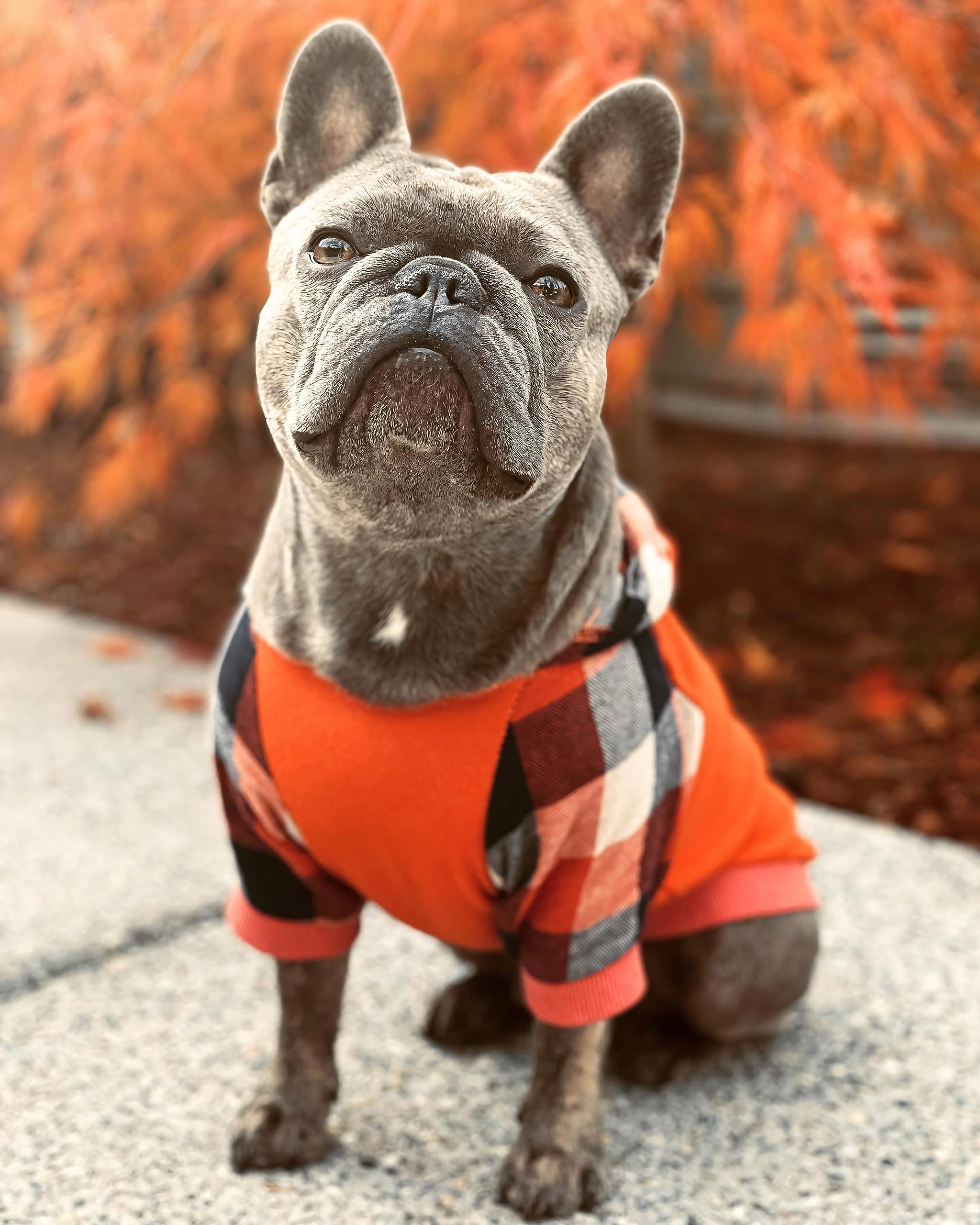 Fitwarm Dog Plaid Shirts Doggie Clothes Puppy Hoodies Cat Hooded T Shirts Pet Outfits Cotton Orange Xs