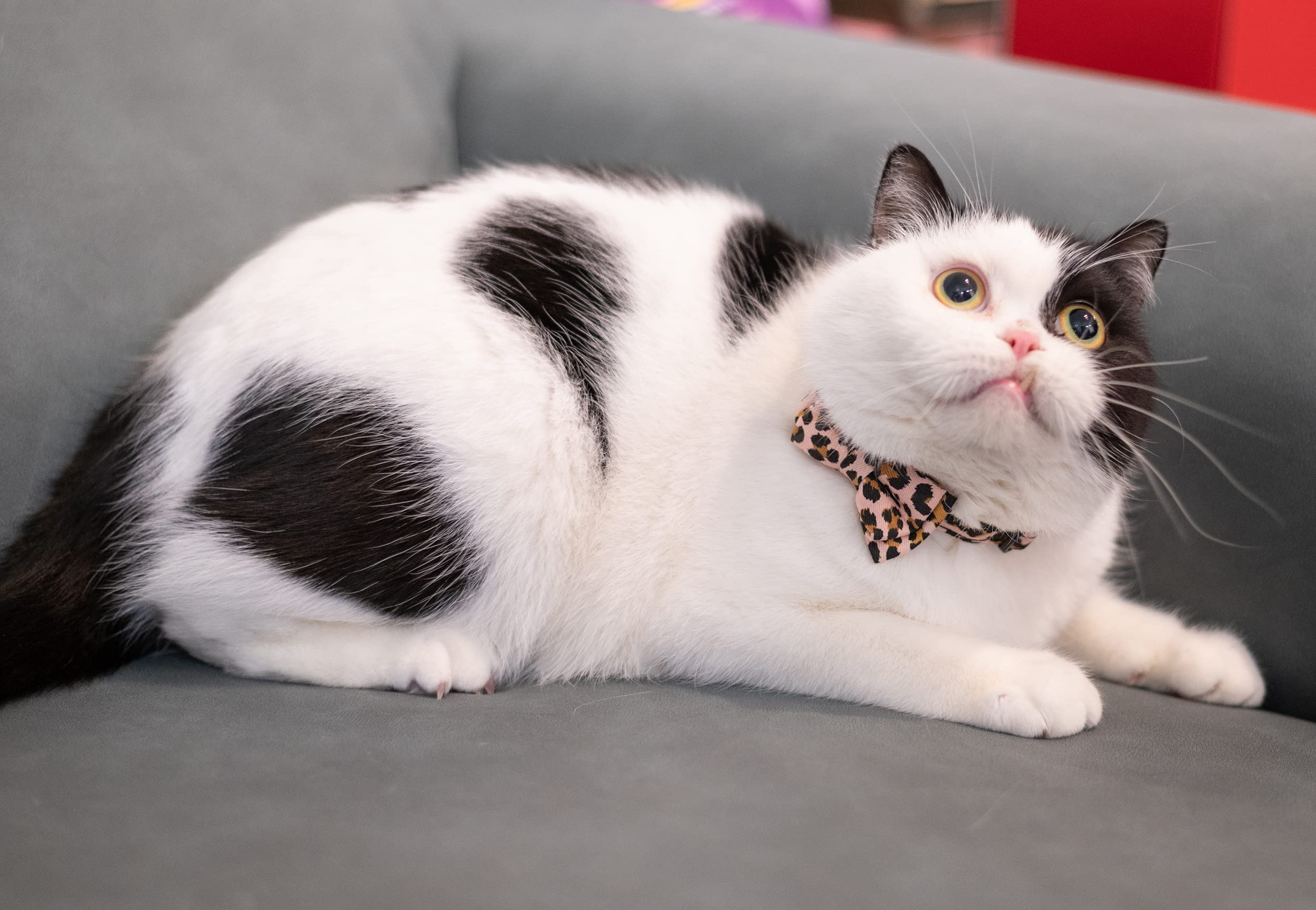 Gyapet Cat Collar Pink With Bowtie Bell Safety Breakaway Kitten 7-11In Dot Colorful Adjustable Leopard-Pink