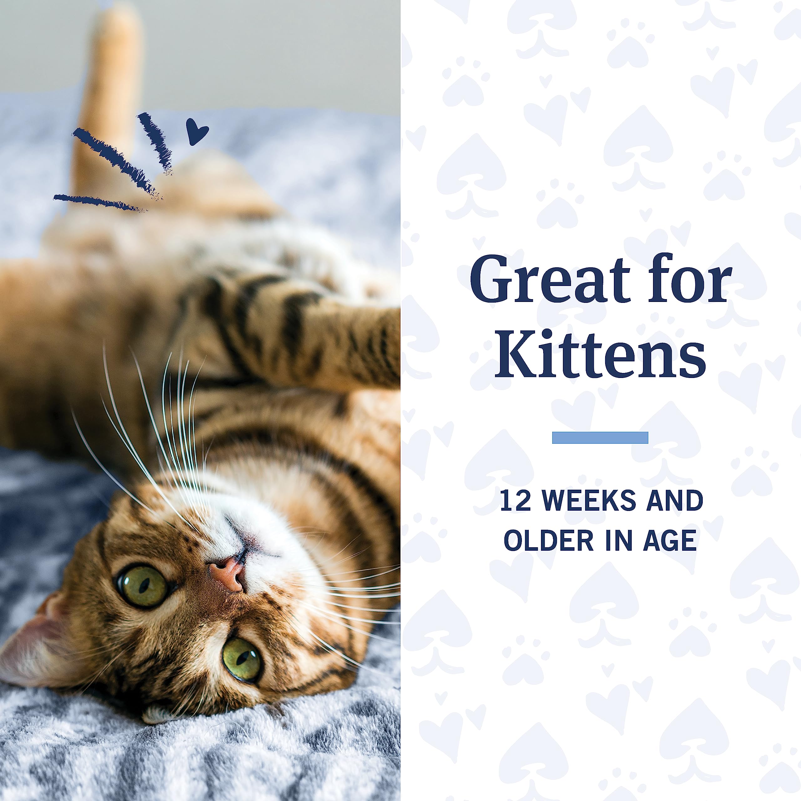 PetArmor Flea and Tick Shampoo for Cats, Coconut Berry Scented Flea Shampoo and Conditioner for Cats, Flea Treatment Kills Fleas