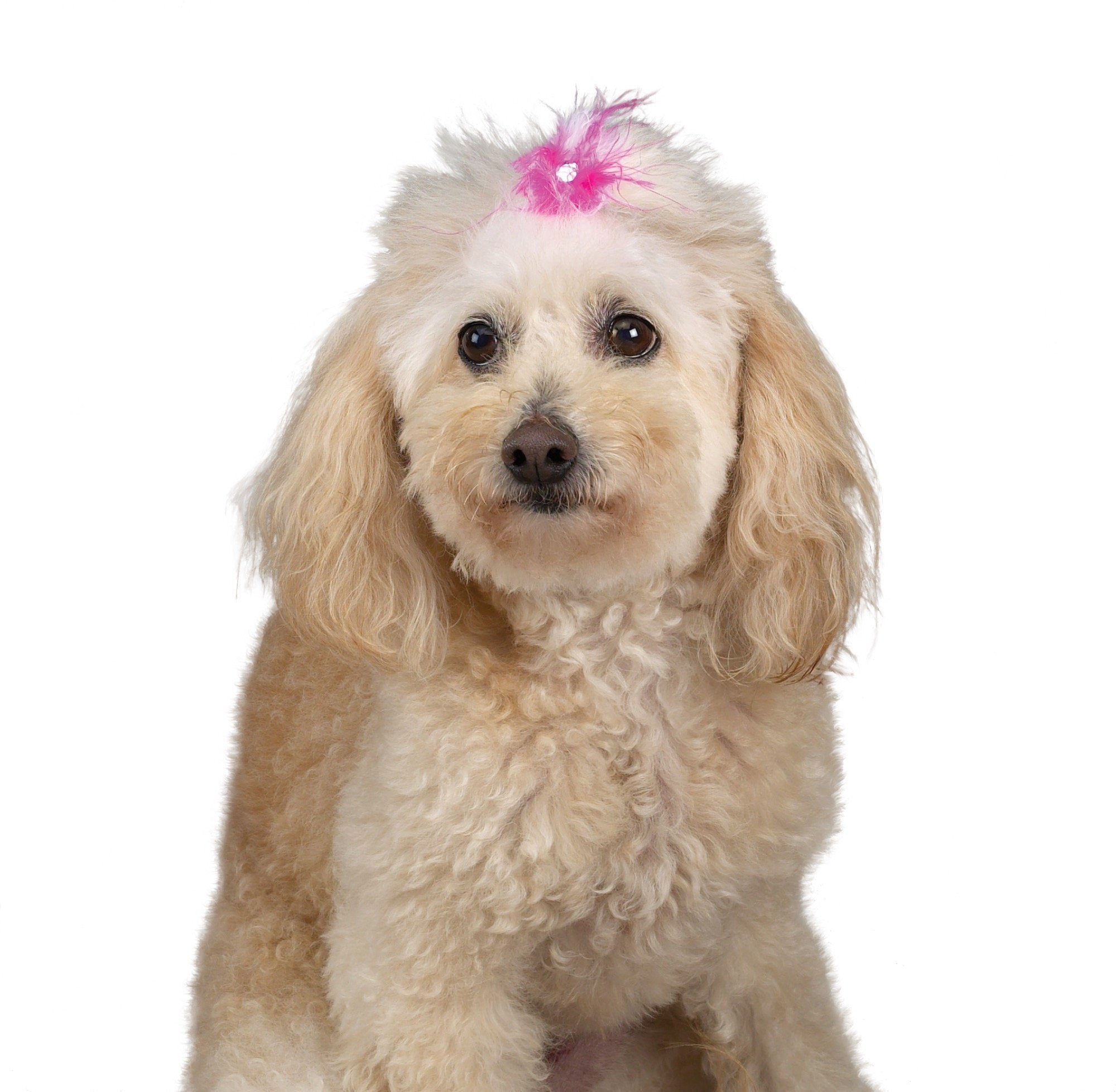 Aria Feather Bows For Dogs, 100-Piece Canisters