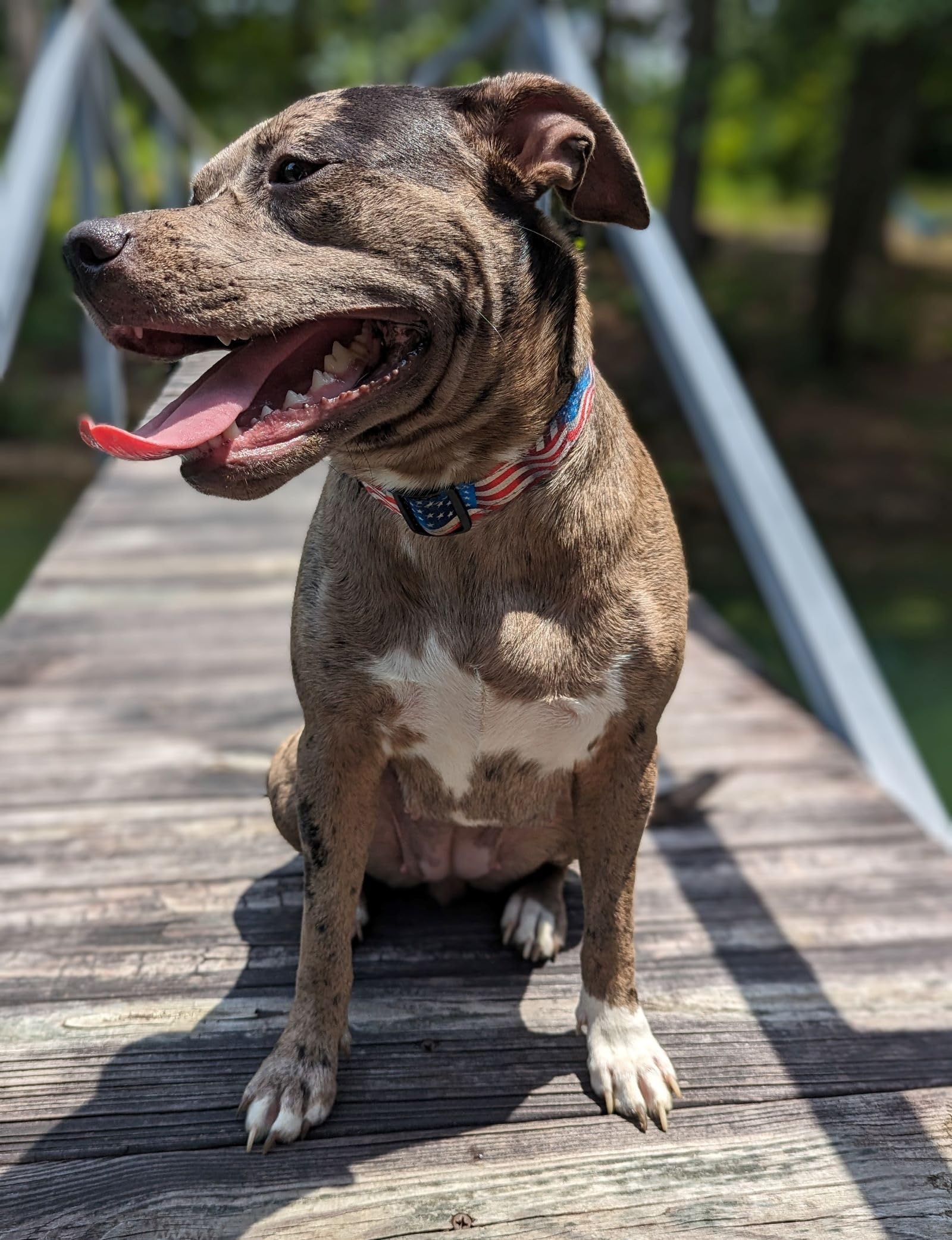 Country Brook Petz - Deluxe Flying Free Reflective Dog Collar Collection Featuring Night Safe Designs (5/8 Inch, Small)