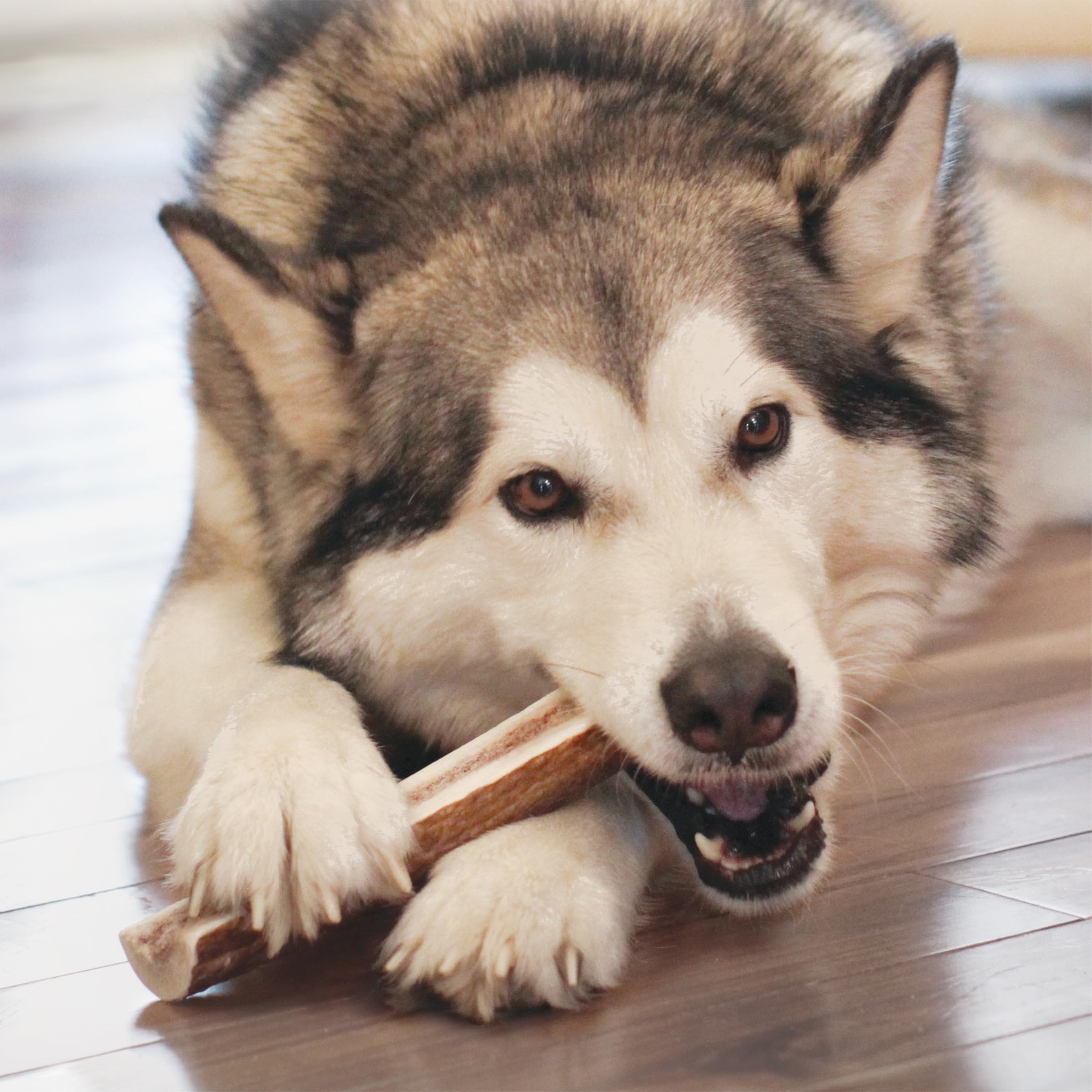 KONG Wild Antler Split Md