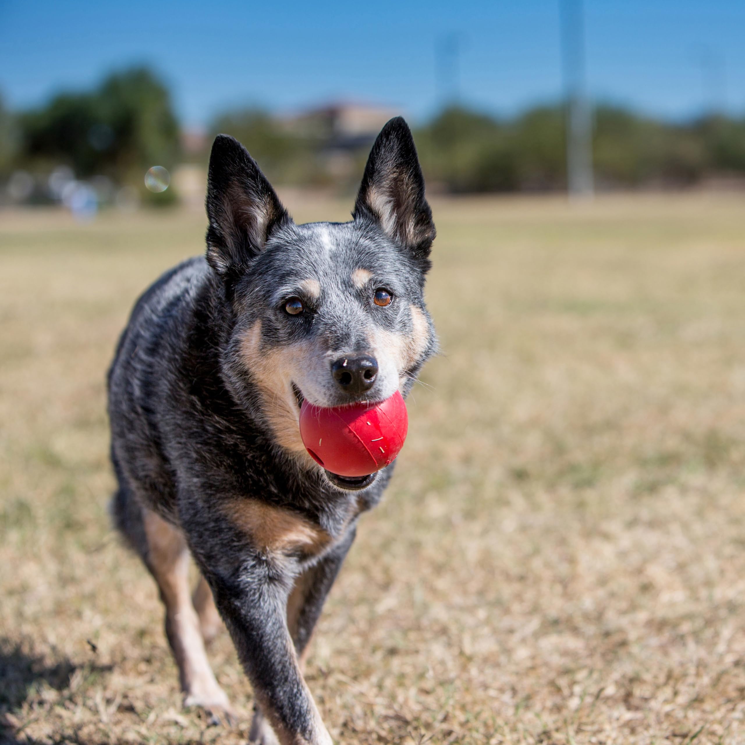 KONG Ball with Hole - Durable Dog Fetch Toy for Training, Interactive Playtime & More - Classic Natural Rubber Ball - Red - for