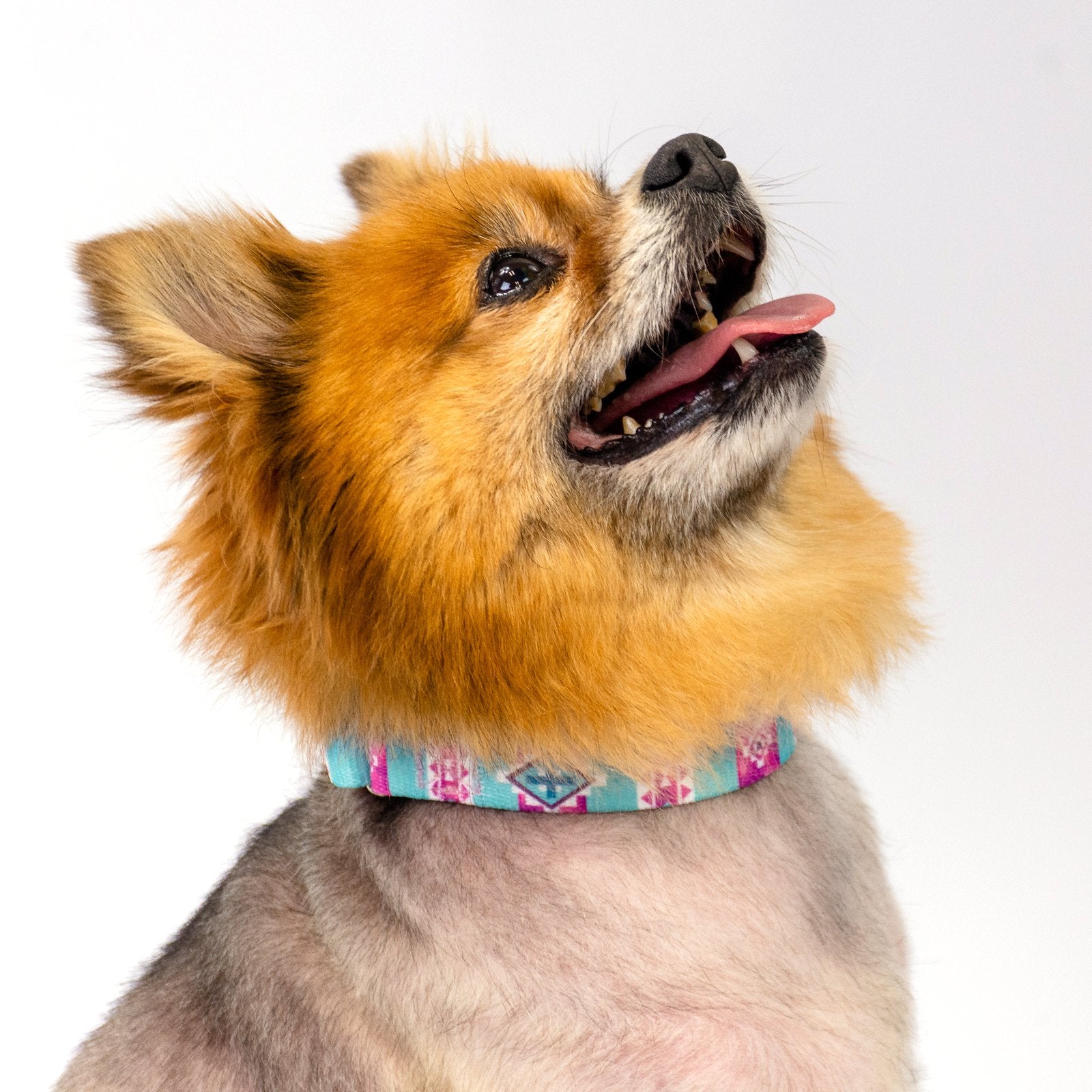 Country Brook Petz - Albuquerque Martingale Dog Collar - Country And Western Collection Featuring Rustic Designs (1 Inch, Medium