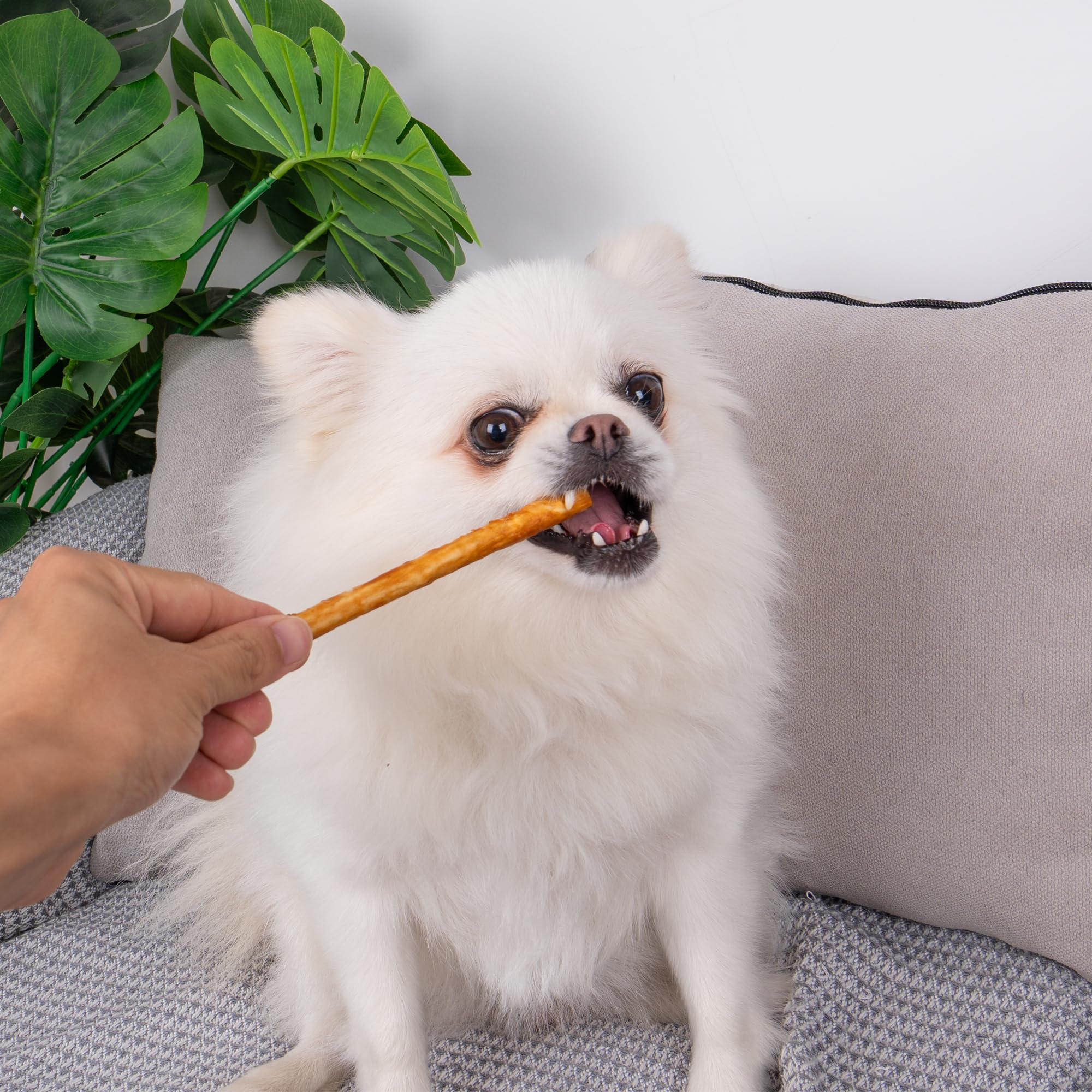 MON2SUN Chicken Collagen Sticks for Dogs, 5 Inch Teeth Cleaning Collagen Chews for Small Dogs (Chicken Flavored), Healthy Snacks