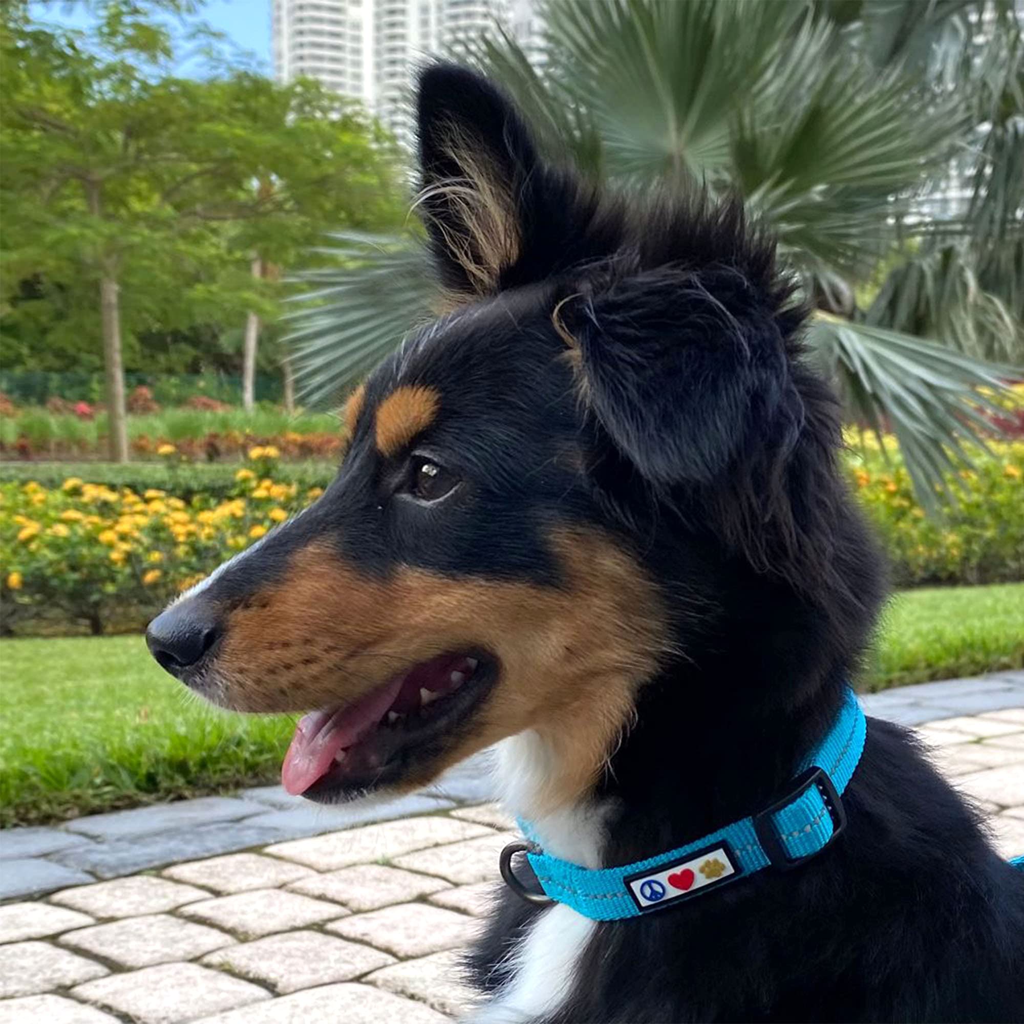 Pawtitas Recycled Dog Collar With Reflective Stitched Puppy Collar Made From Plastic Bottles Collected From Oceans Small Red Chi
