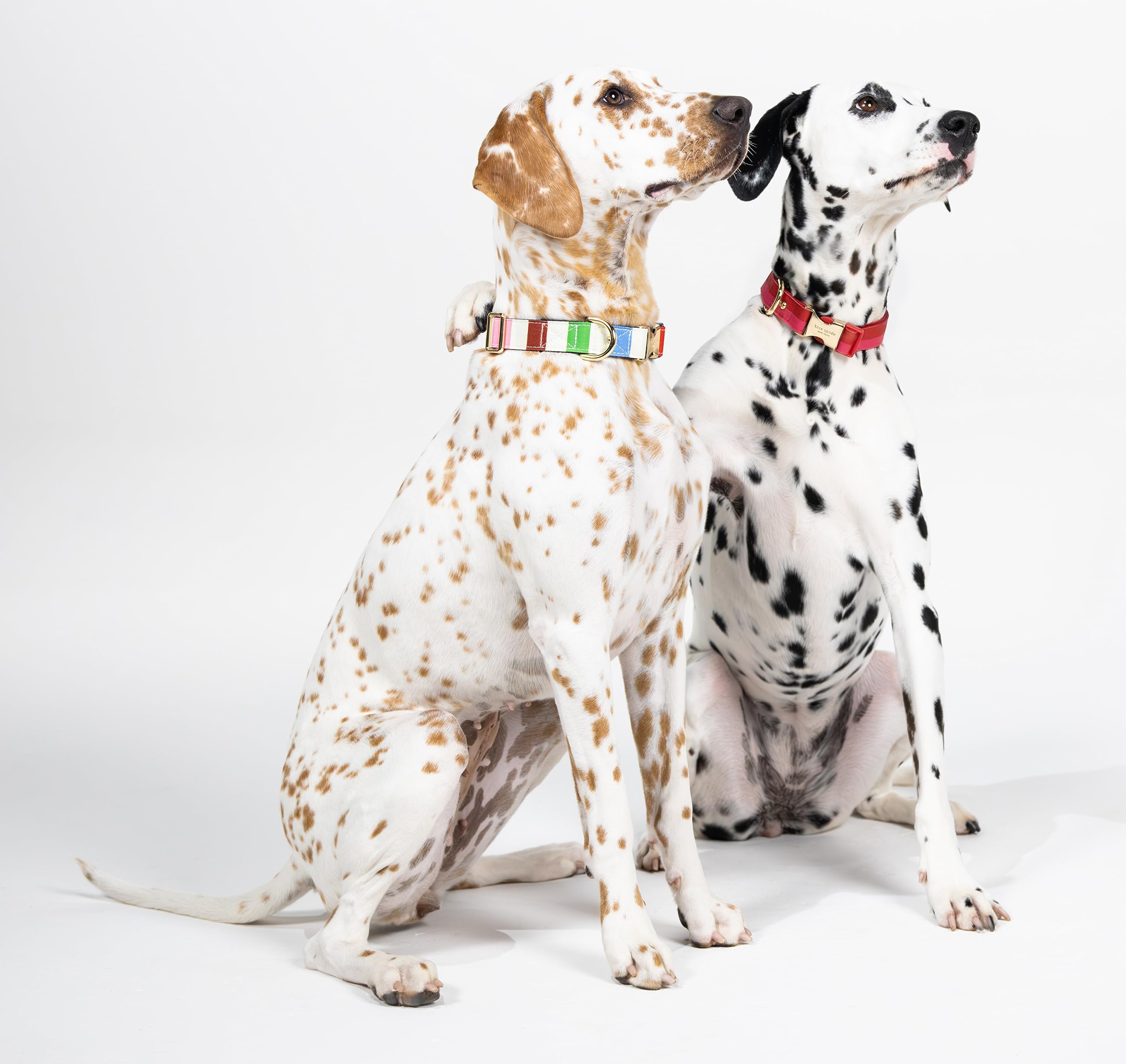 Kate Spade New York Cute Dog Collar With Gold Metal Details & Plastic Buckle, 15'' To 22'' Adjustable Dog Collar For Female Or M