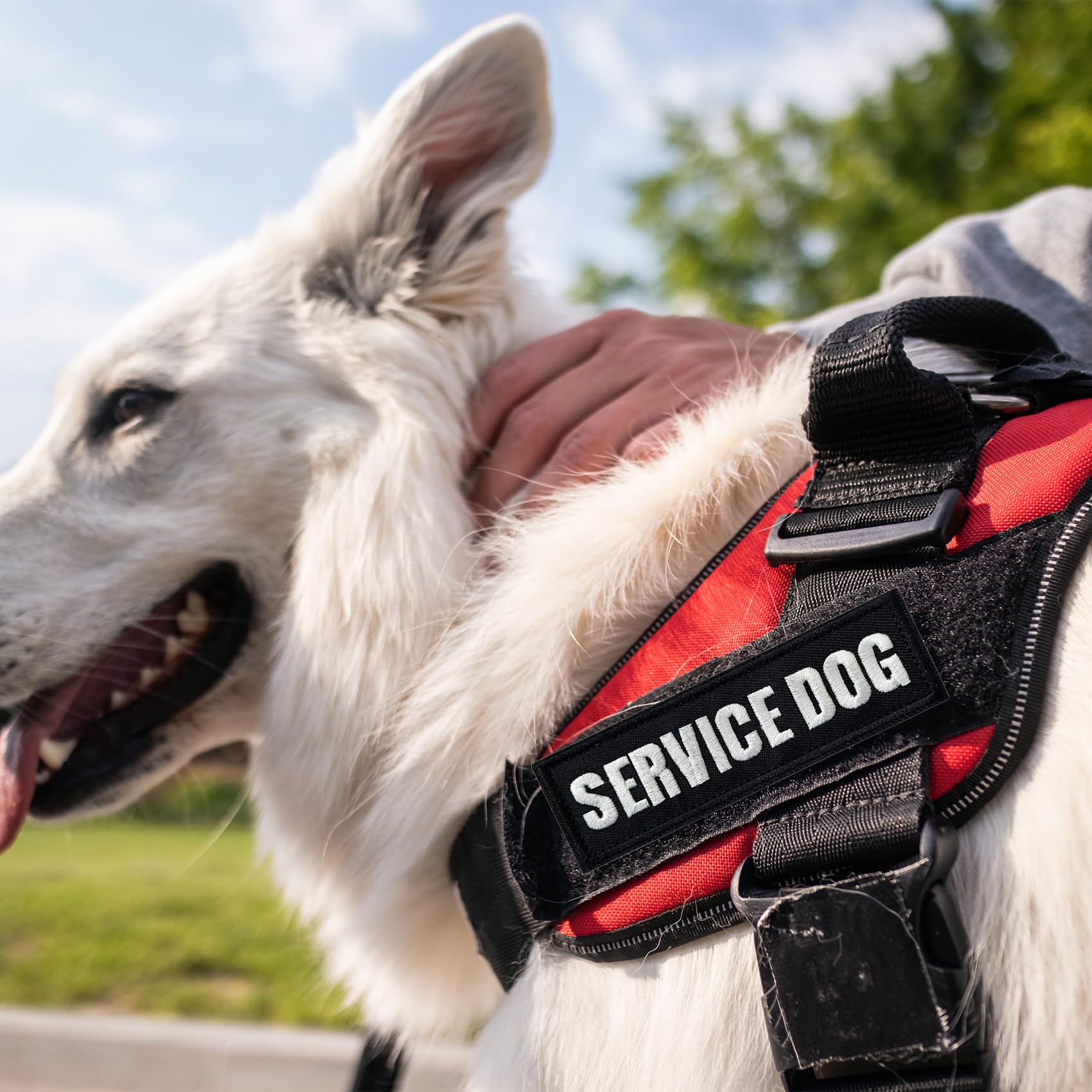 TACVEL 2 Pieces in Training Dog Patches with Hook Backing for Service Animal Vests, Harnesses