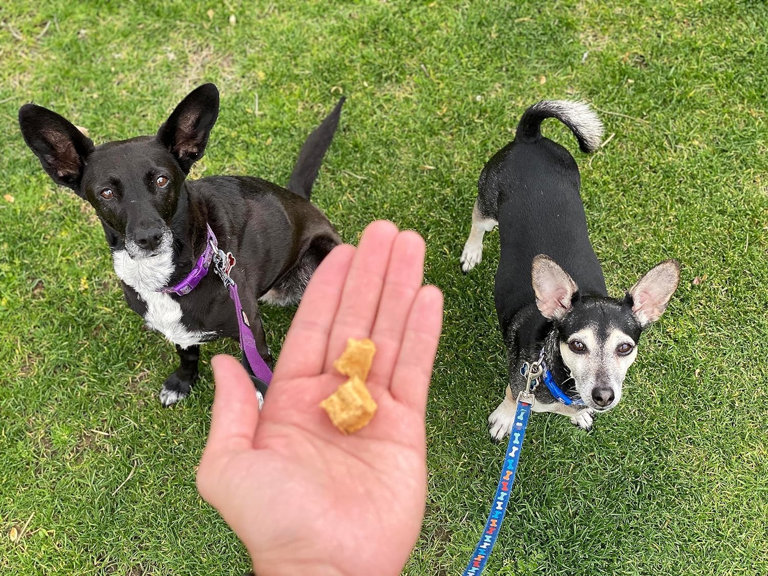 Redbarn Pet Products All-Natural Air Dried Chicken Training Treats for Puppies & Dogs - Grain-Free Single Protein Rewards Made i