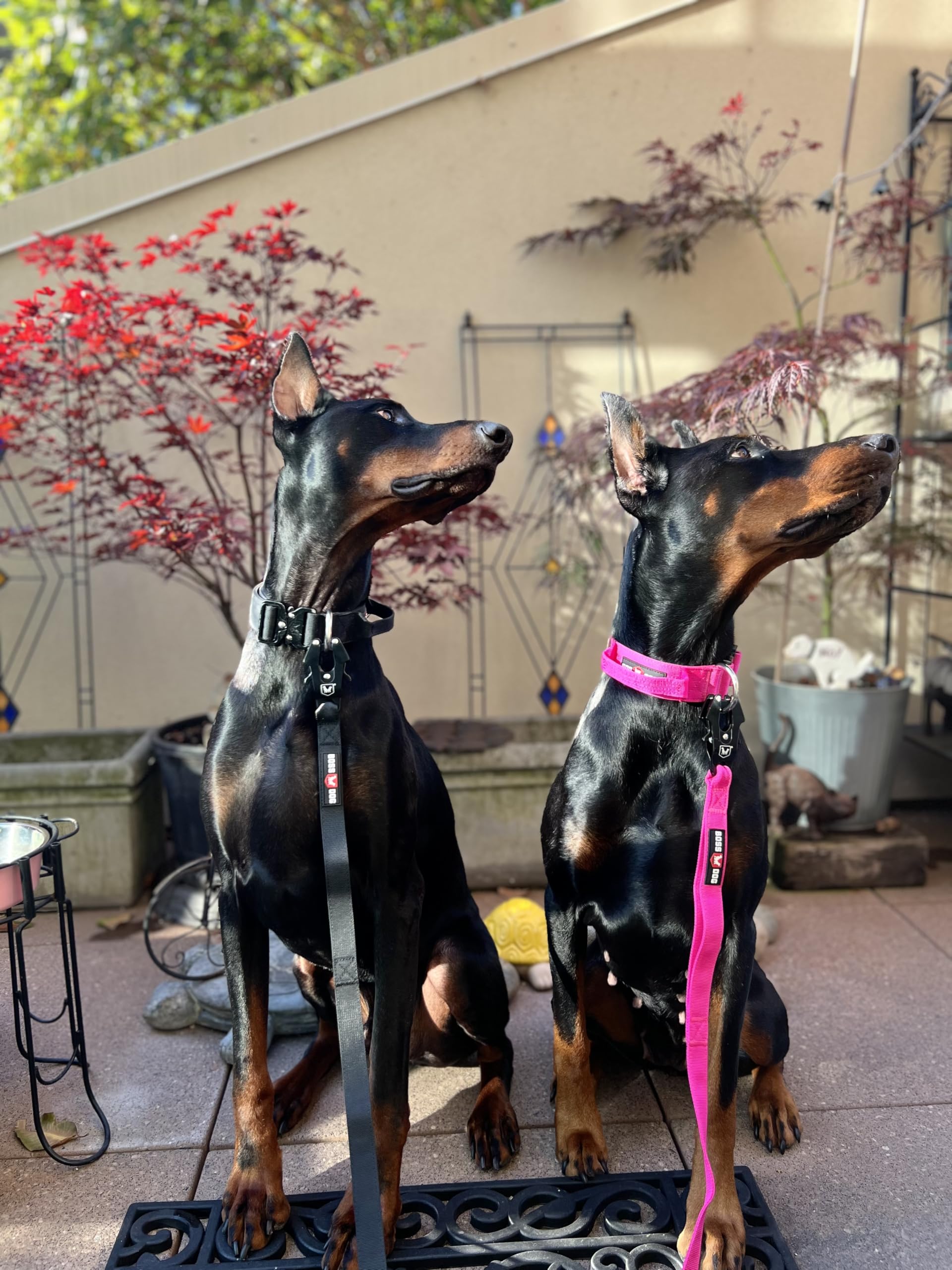 Boss Dog Tactical Leash, Black, 6 Ft