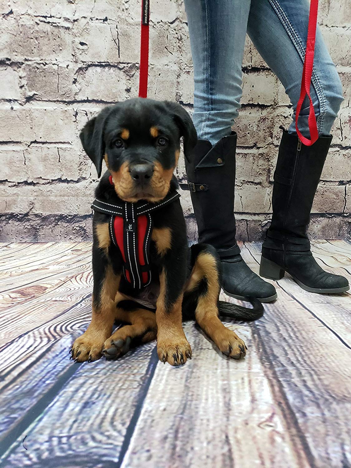 Activedogs Service Dog Vest Harness + Clip-On Bridge Sturdy Handle + Id Card Carrier + Ada Cards + Reflective Service Dog Patches - Extra Large Service Dog Harness Vest Xl Dogs (Girth 29”-40”) Red