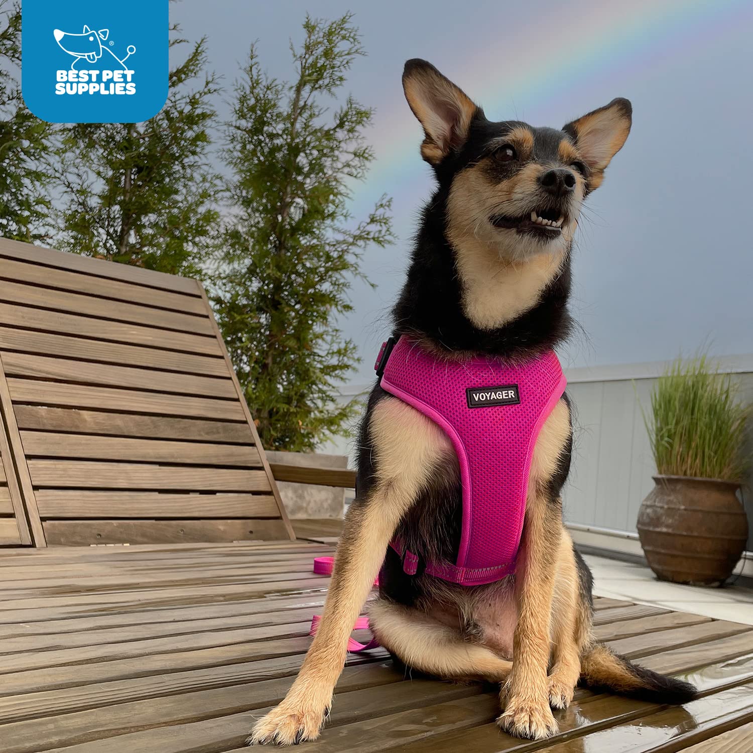 Air Frontier Mesh Dog Harness With Steel Leash D-Ring, Reflective Stitching, And Lightweight Breathable No-Pull Design, Adjustable Neck And Chest Straps For Small To Large Breeds - Fsw, Xs