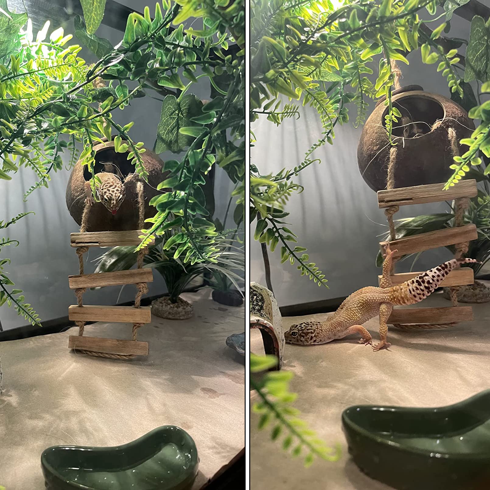 PINVNBY Crested Gecko Coconut Hut with Ladder,Natural Lizard Coconut Shell Hideout Home Reptile Coco Den with Jungle Climber Vin