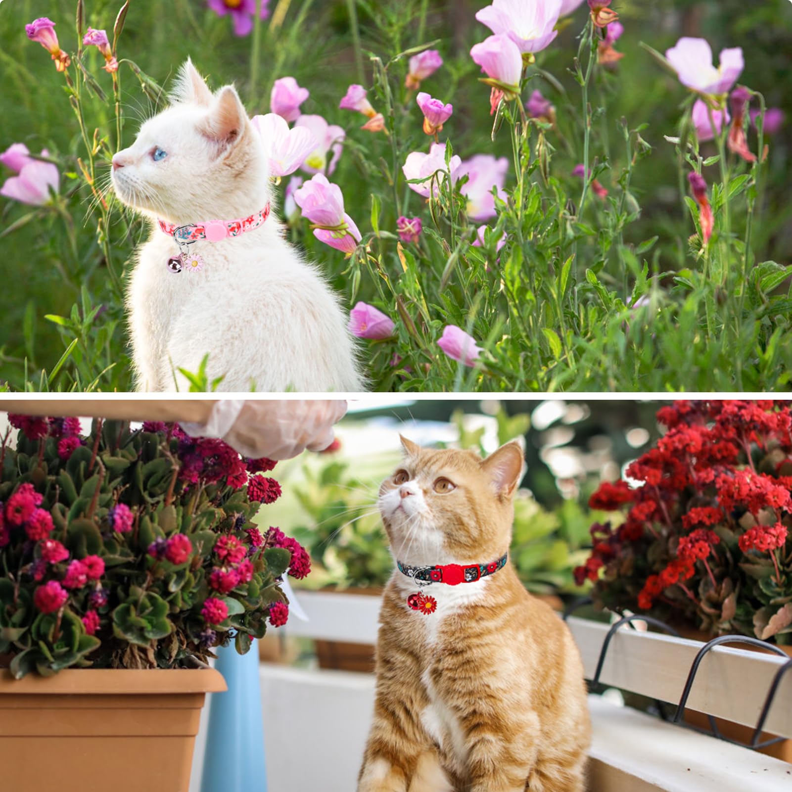 Scenereal Cute Cat Collars With Bells Breakaway, 4 Pack Floral Daisy Pendant Spring Summer Pet Collar For Girl Boy Cats, Adjusta