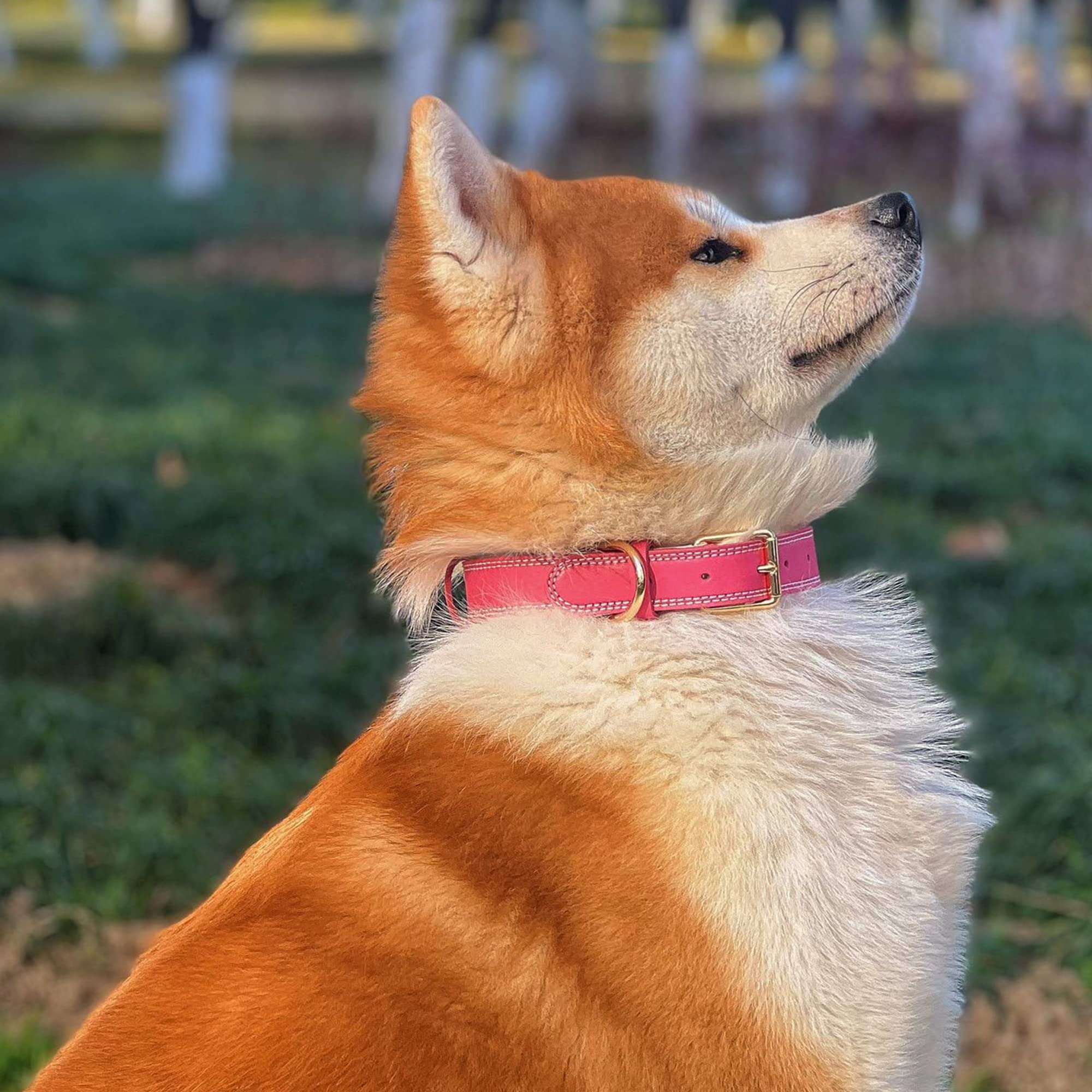 Daihaqiko Genuine Leather Dog Collar, Heavy Duty Dog Collar, Wide Dog Collar For Small Dog, Medium Dog, Large Dog And Extra Large Dog (S: 0.8' Wide For 13.4'-15.8' Neck, Dual Stitch - Pink)