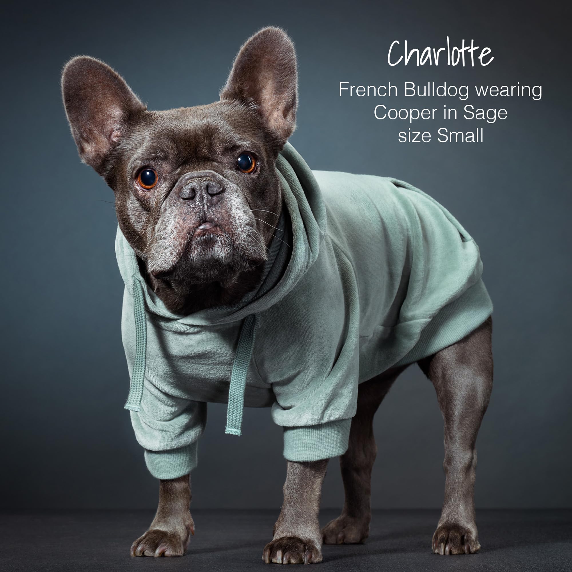 Pet Passion Organic Cotton Velour Dog Hoodie Pet Coat For Small, Medium And Large Dogs, Sage, Xx-Small