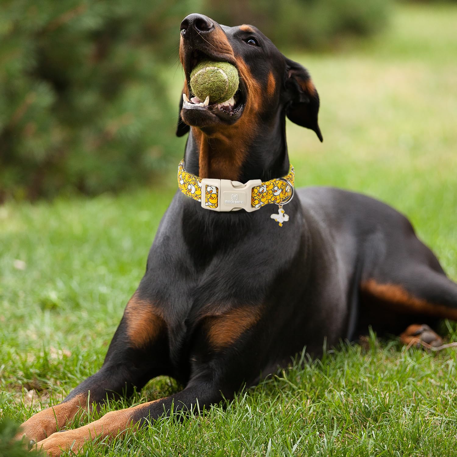 Maca Bates Yellow Duck Basic Dog Collar Summer Cute Puppy Collars Durable Soft Thick Adjustable Durable Birthday Gift For Xs Sma