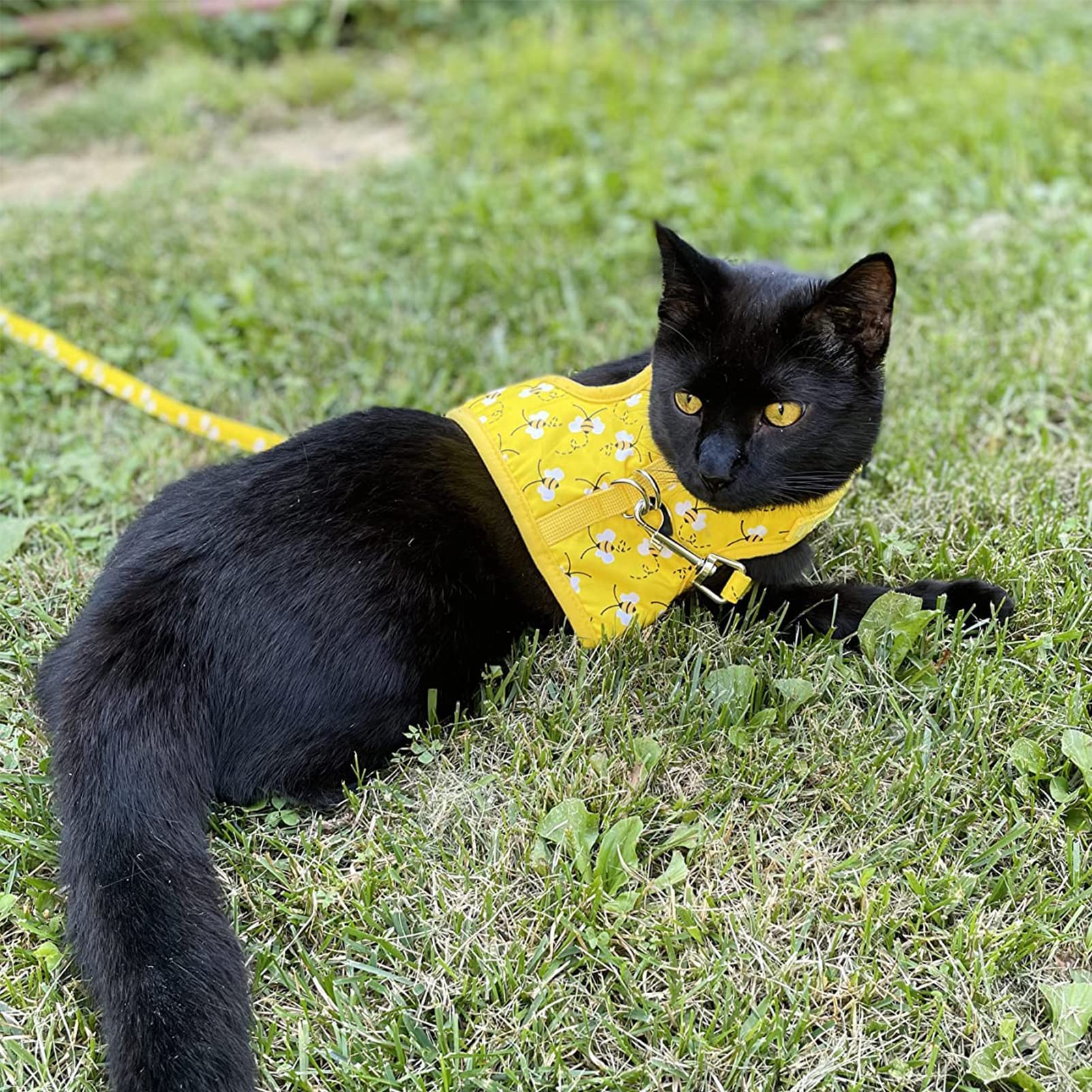 Bingpet Cat Harness With Leash And Collar For Walking - Escape Proof With 59 Inches Leash - Adjustable Soft Vest Harnesses For Medium Large Cats