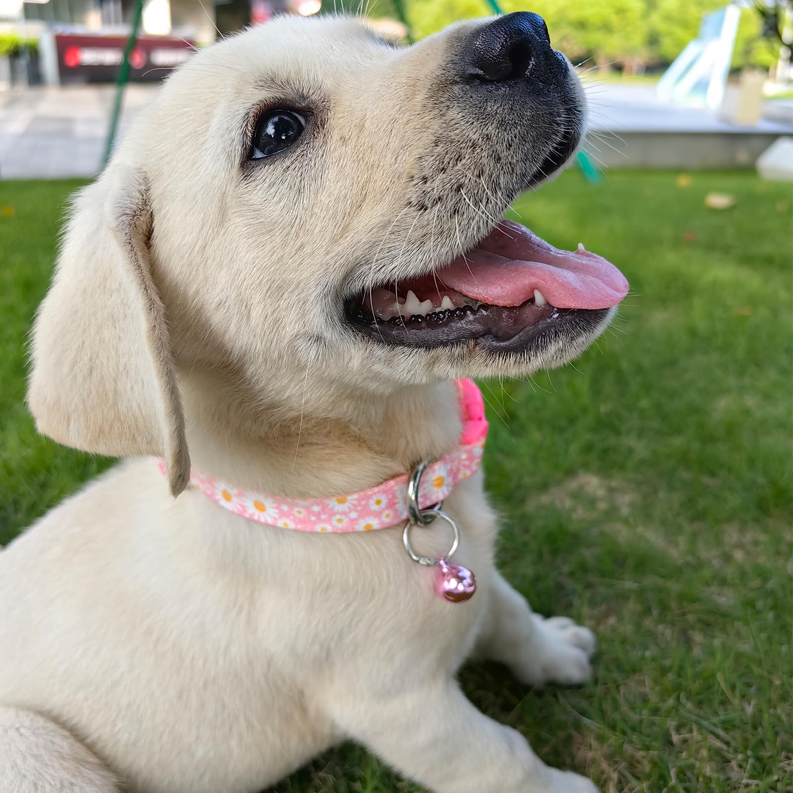 Pink Small Dog Collar With Bell, Pretty Floral Daisy Girl Cat Collar Flower Puppy Collars With Bells For Xs Small Tiny Pet Femal