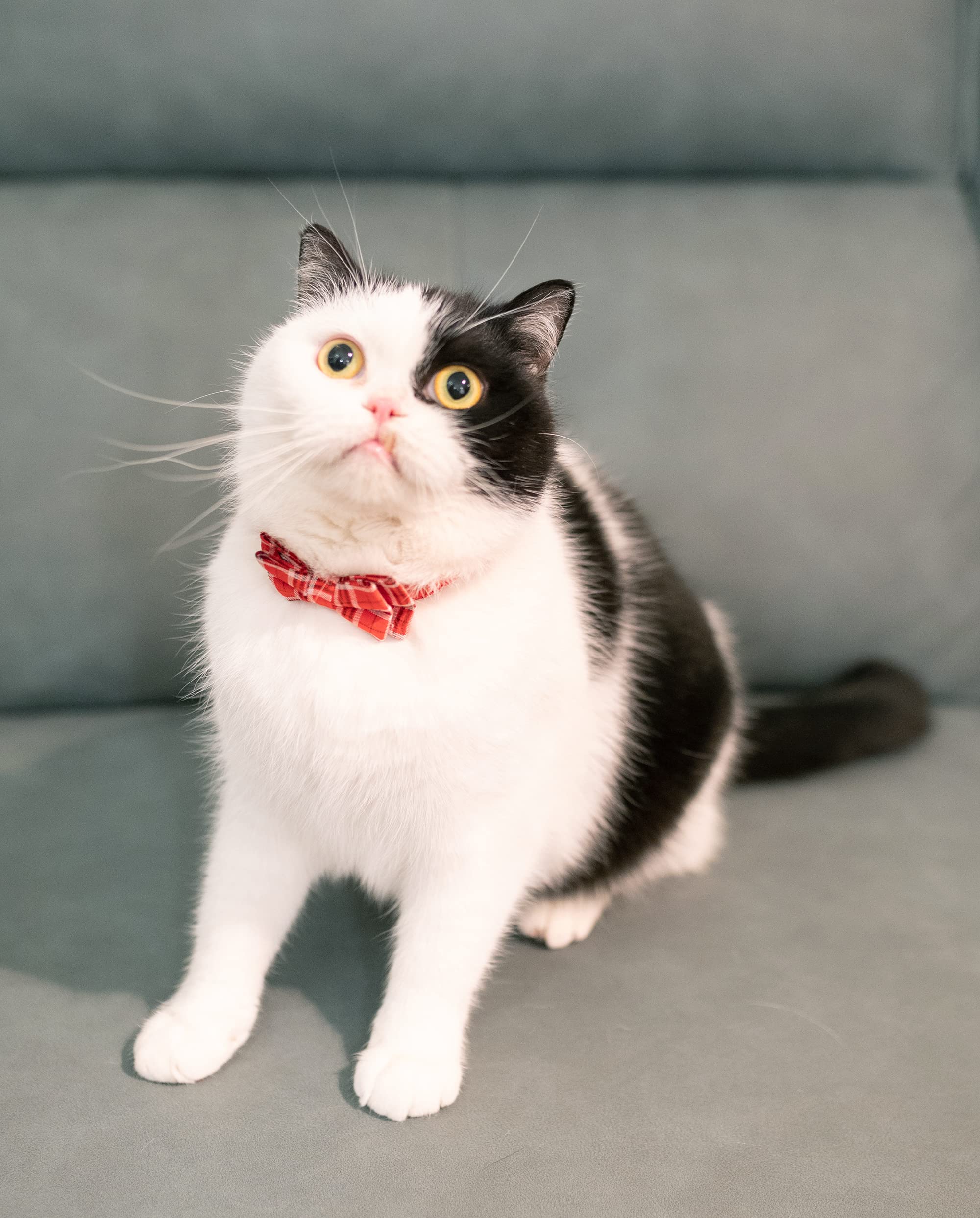 Gyapet Cat Collar Breakaway Bowtie Safety With Bell Adjustbale Kitten Puppy Solid Plaid Color Set J-[2Pcs] Red