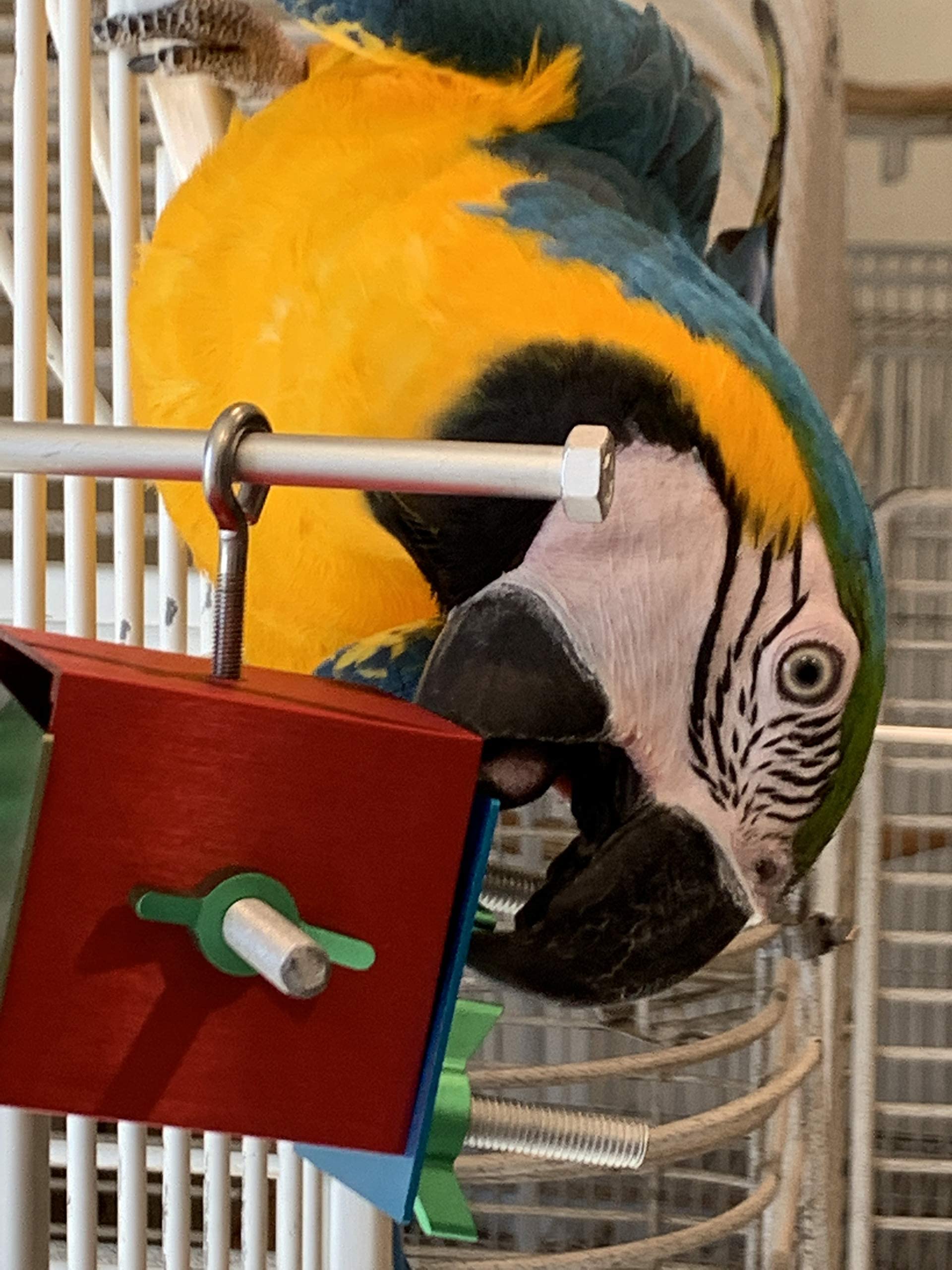 Busy Box Bird Foraging Toy | Interactive Treat Dispenser | Promotes Natural Foraging Behavior | Bird Cage Accessories For Medium