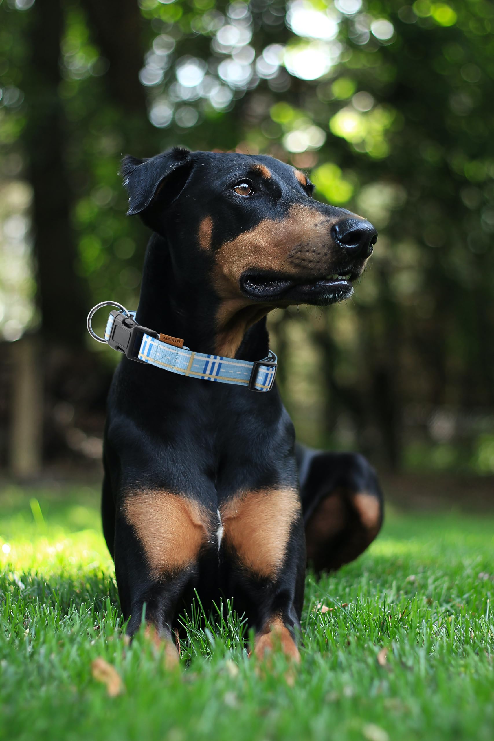 Aiminto Dog Collar, Cute Stripe Pattern, Neoprene Padded And Adjustable Collar With Quick Release Buckle, Reinforced Structure (