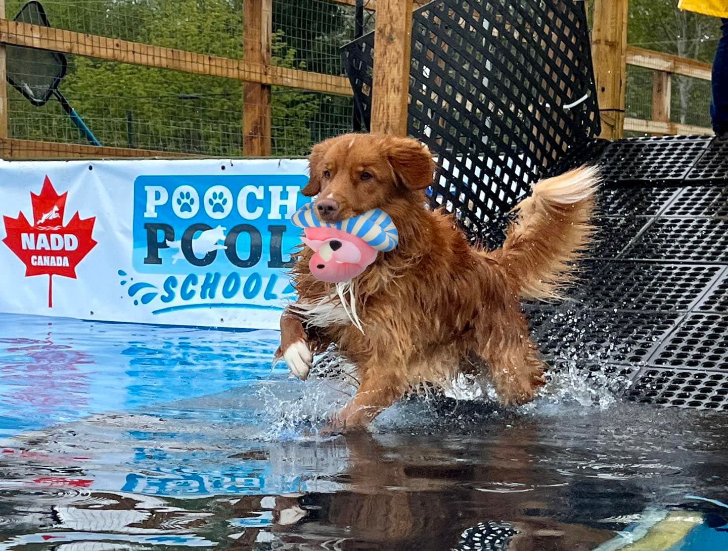 Floating Dog Pool Toys, Squeaky Dog Water Toys For Small Medium Dogs