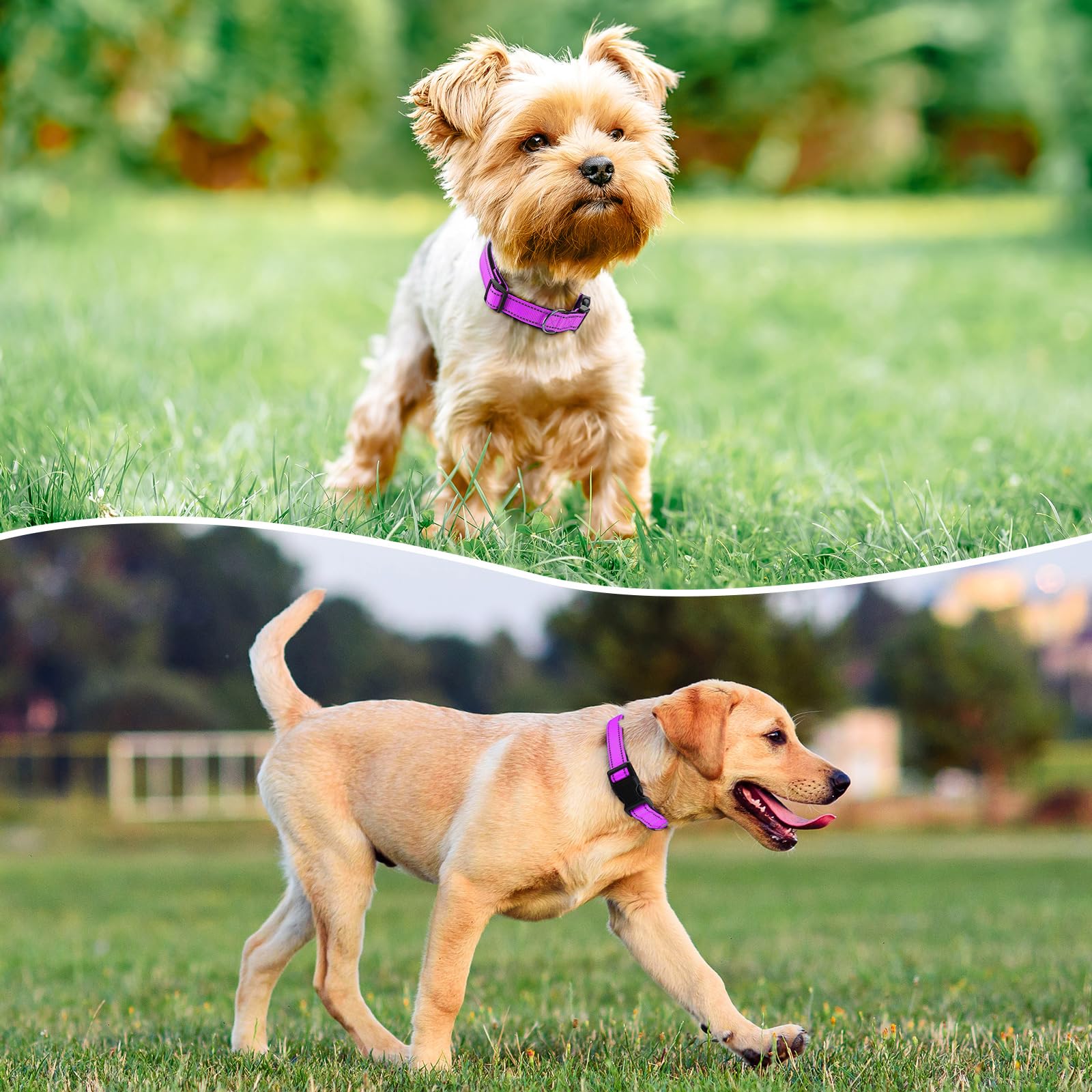 Penseepet Reflective Dog Collar Padded With Soft Neoprene Breathable Quick Release Basic Dog Collars For Puppy Small Dogs Dark M