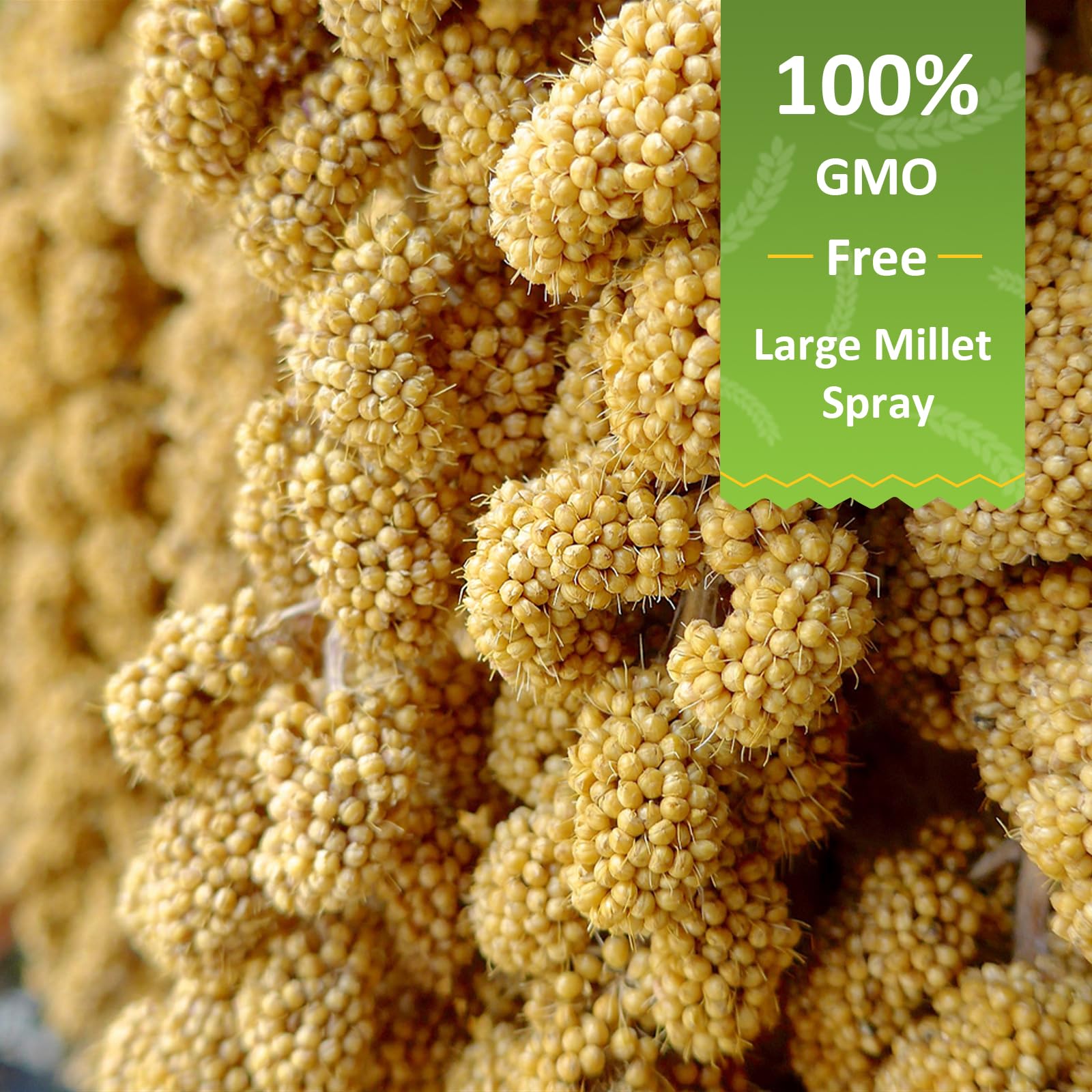 HATORTOP 2LB Millet Spray for Birds Parakeets Treats - All Natural Sun-Dried Spray Millet for Parakeets, Cockatiel, Budgie, Finc