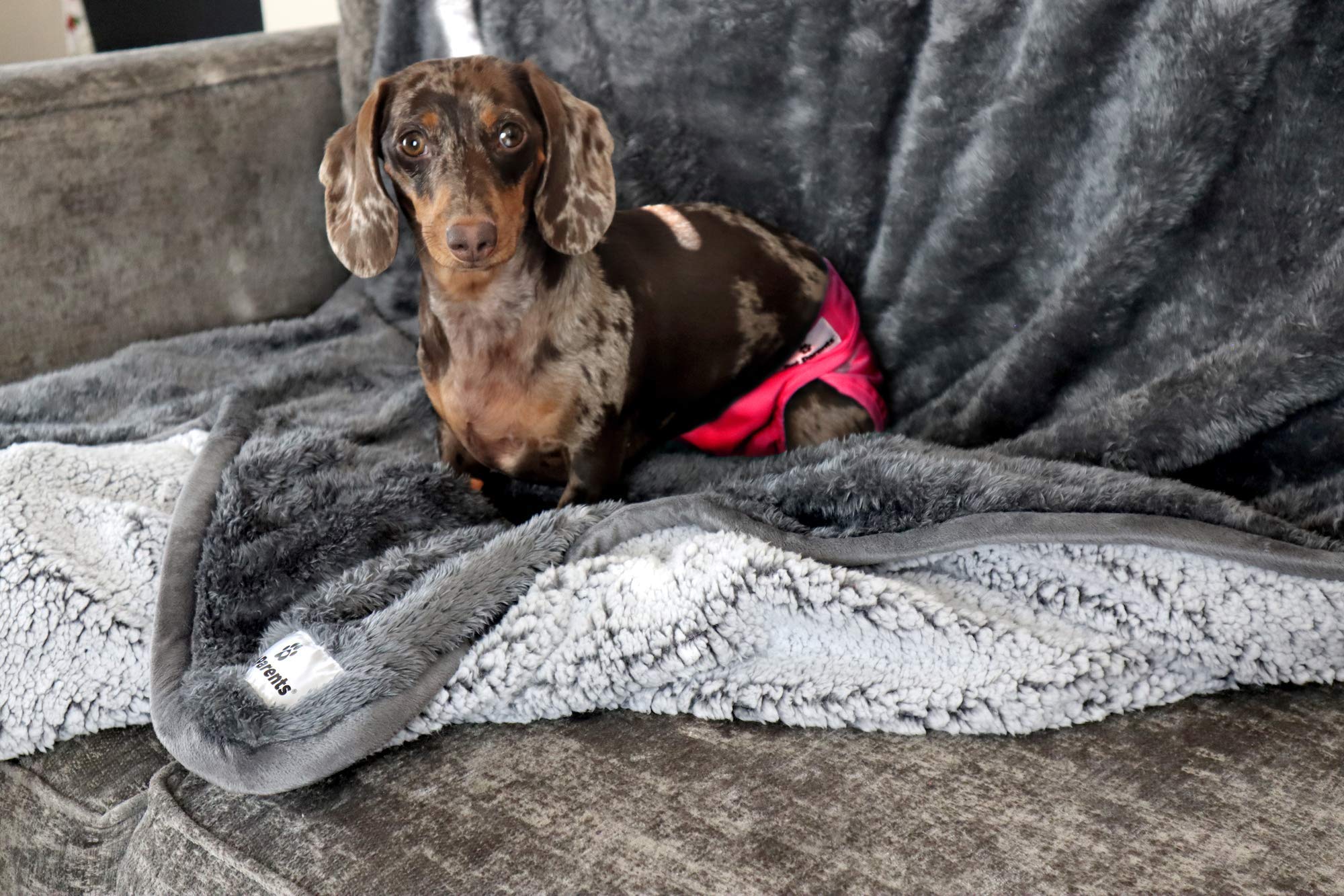 Pet Parents Pawtect Blanket, Premium Waterproof Cat & Dog Blanket With Wickquick & Sherpup Technology, Puppy Blanket, Waterproof Dog Blanket, Blankets For Dogs, Cat Blanket Slate 24X32