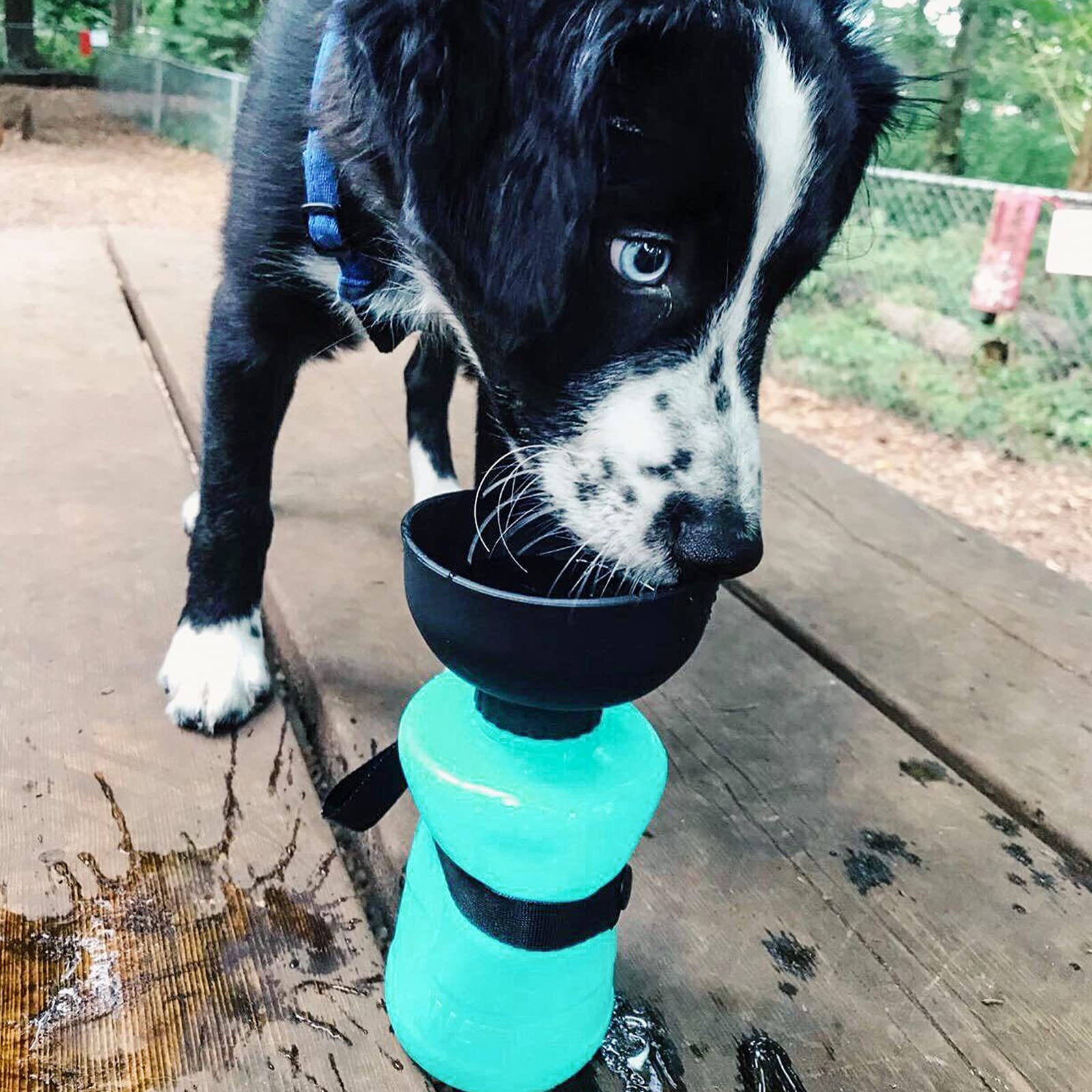 Lesotc Upgraded Dog Water Bottle Foldable, Portable Leak Proof Pet Water Dispenser For Outdoor Walking,Hiking,Travel,Bpa Free,Li