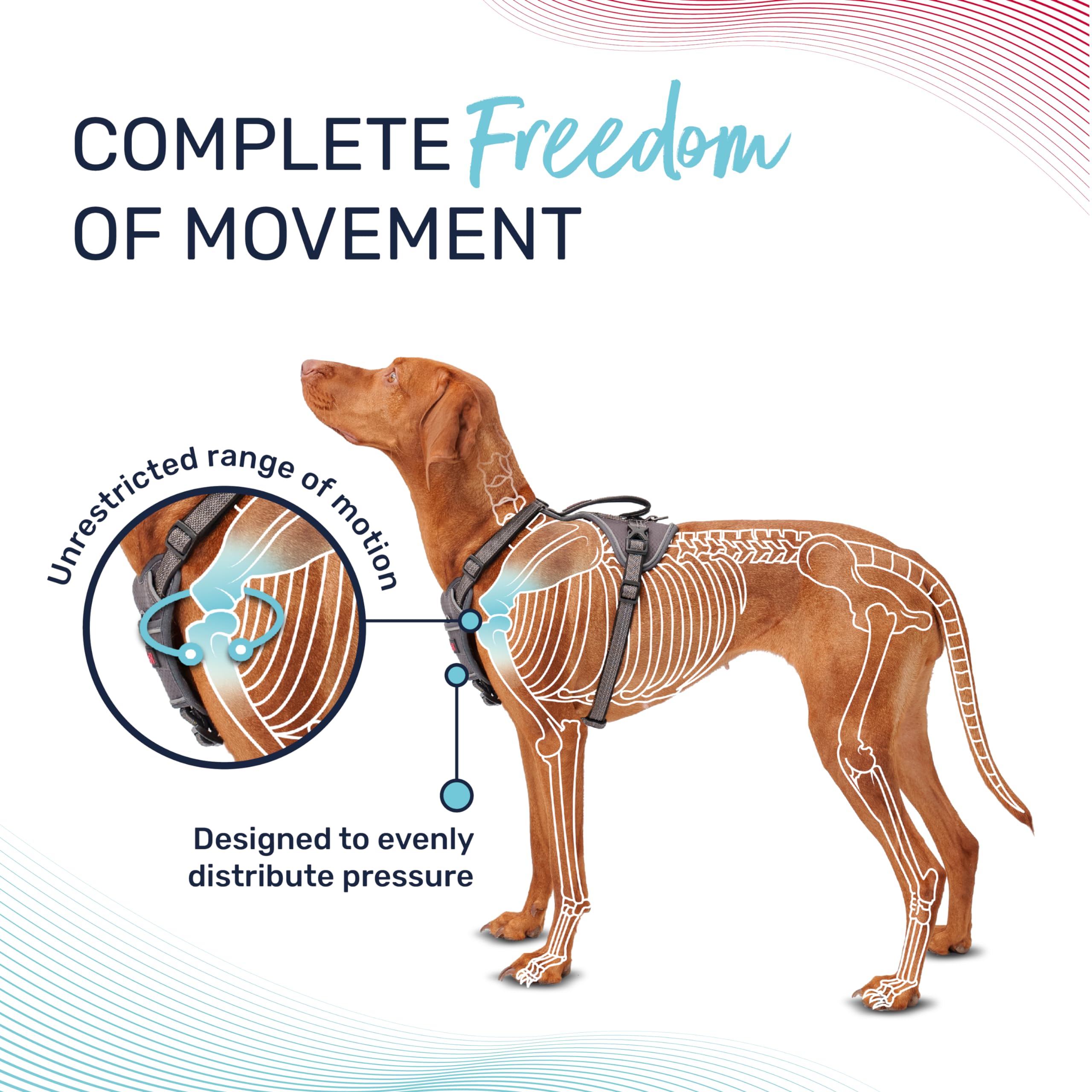 HALTI Anatomy Dog Harness with Handle - Provides Your Dog Freedom of Movement for Comfortable Walking. 3 Leash Attachment Points