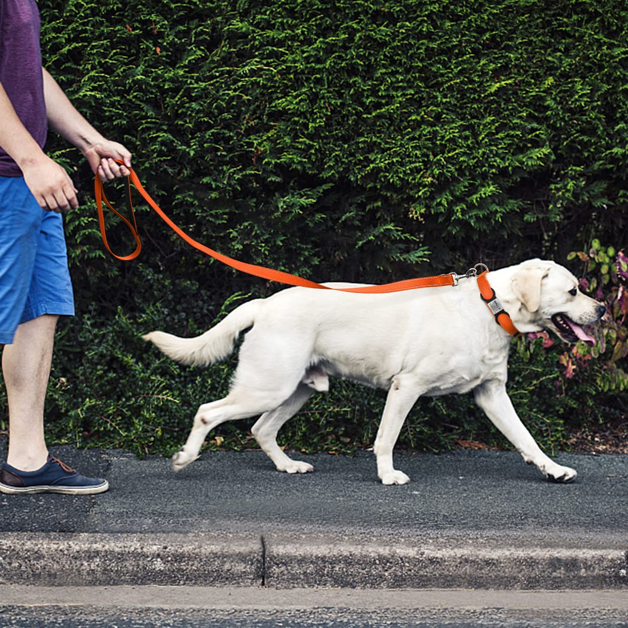 Tagme Reflective Nylon Dog Collars, Adjustable Classic Dog Collar With Quick Release Buckle For Extra Large Dogs, Orange, 1¼' Width