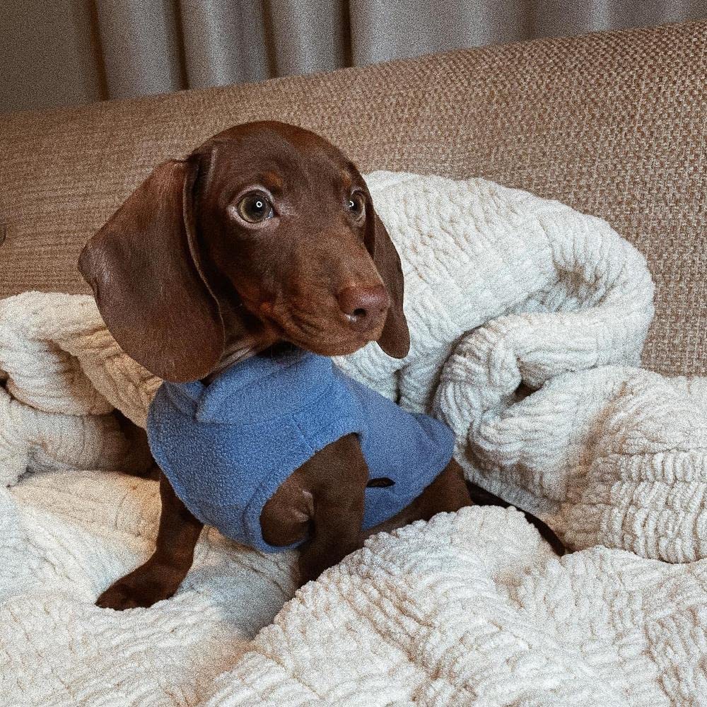 Gooby Fleece Vest Dog Sweater - Blue, Small - Warm Pullover Fleece Dog Jacket With O-Ring Leash - Winter Small Dog Sweater Coat