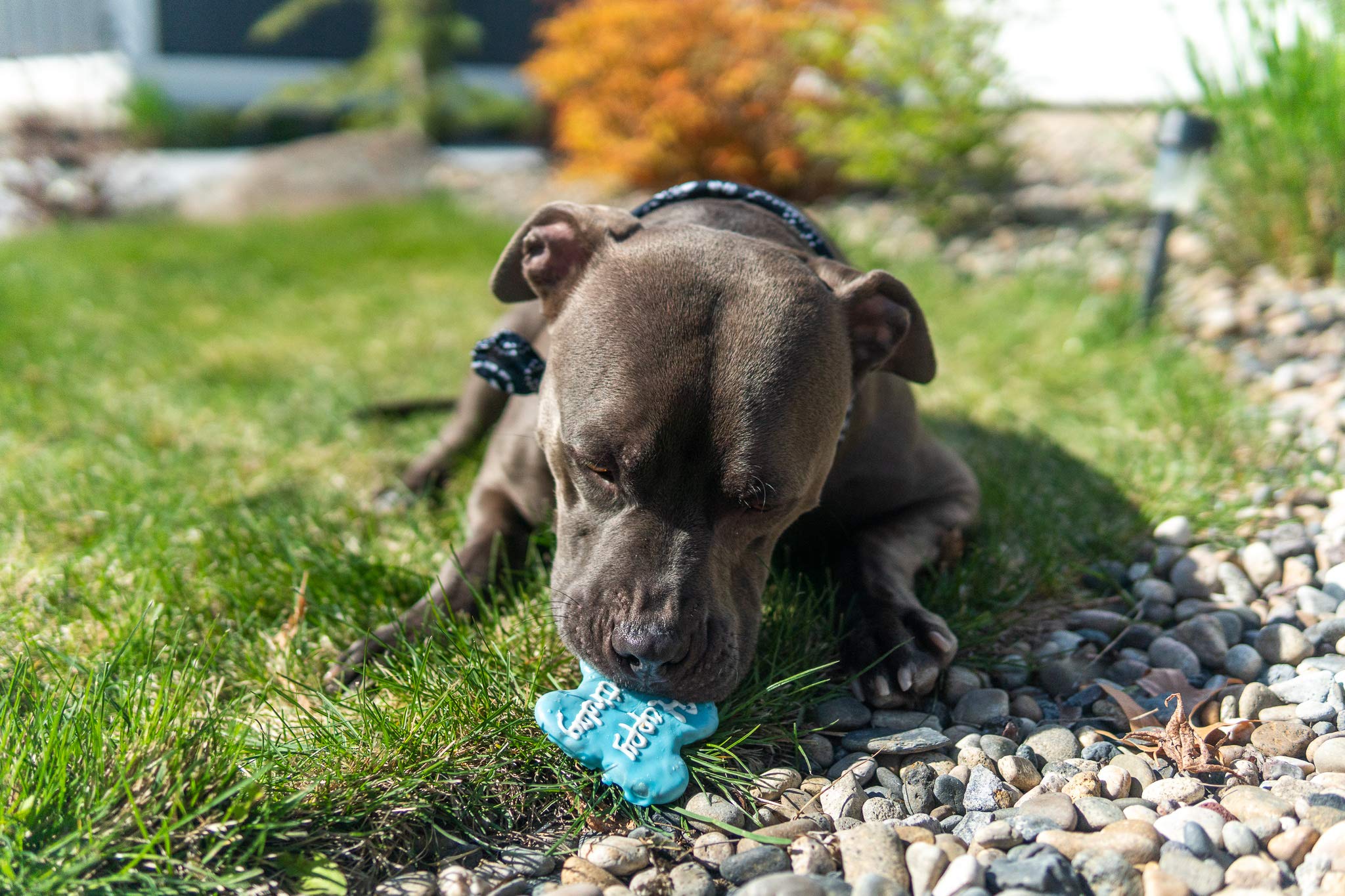 ClaudiaS Canine Cuisine Peanut Butter Dog Cookies, 10-Ounce, Happy Birthday, Blue