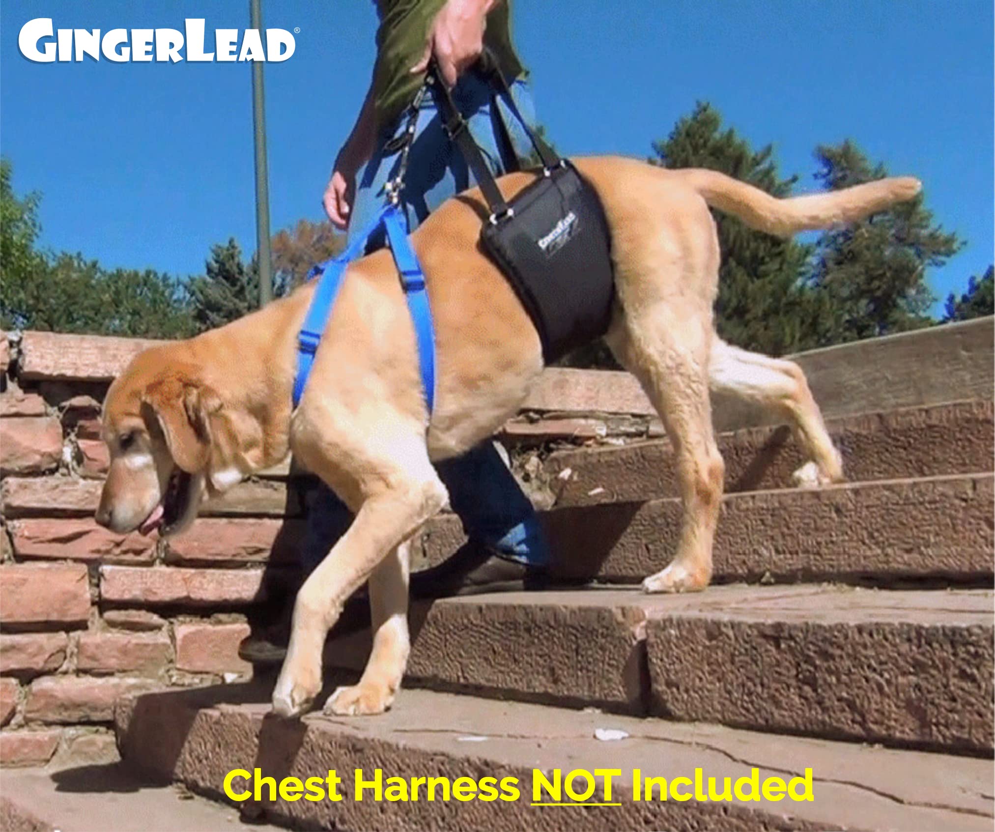 Gingerlead Dog Rear Support Sling Harness, M/Lg Unisex With Cutout Fits Male & Female Dogs. Padded Hip Lifting Aid Helps Old Pet